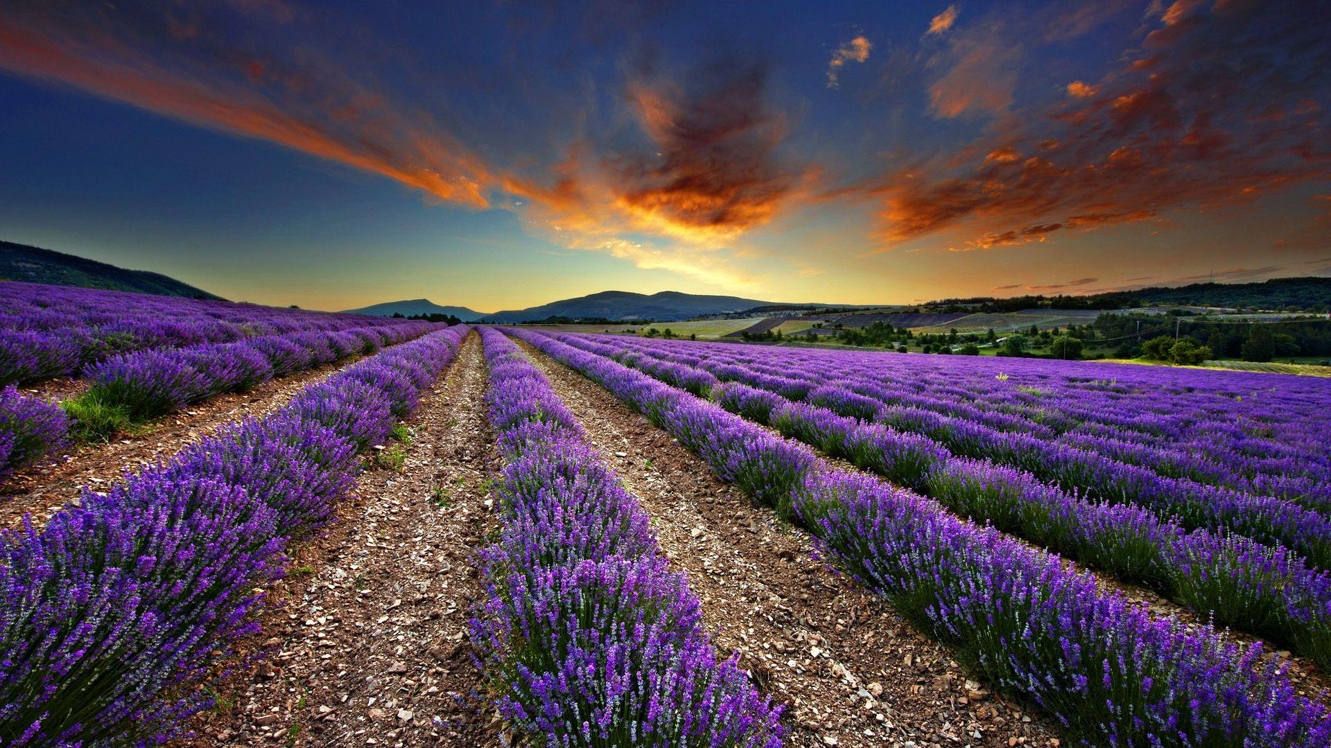 Amazing Lavender Wallpaper