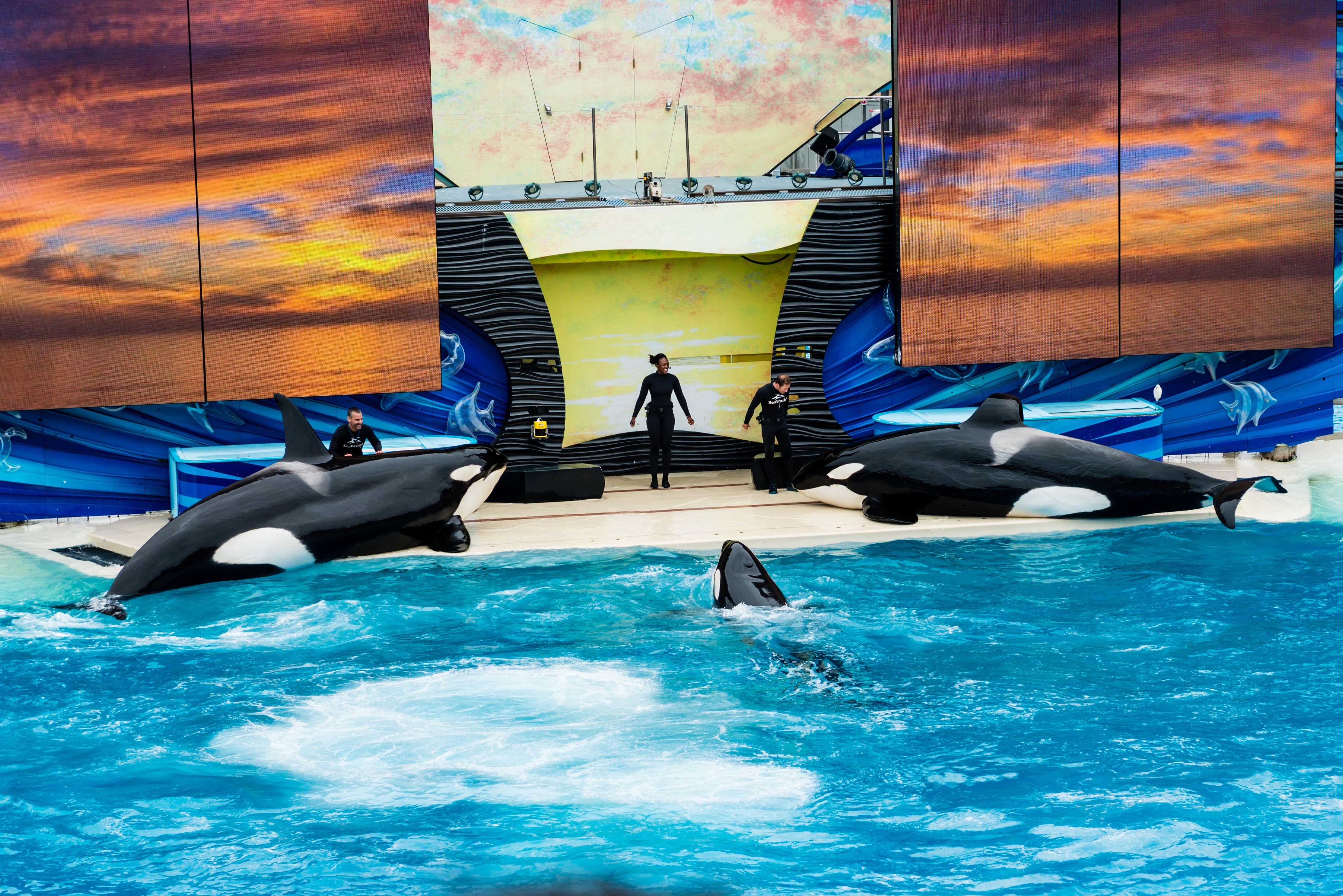 Seaworld image Orca Show HD wallpaper and background photo