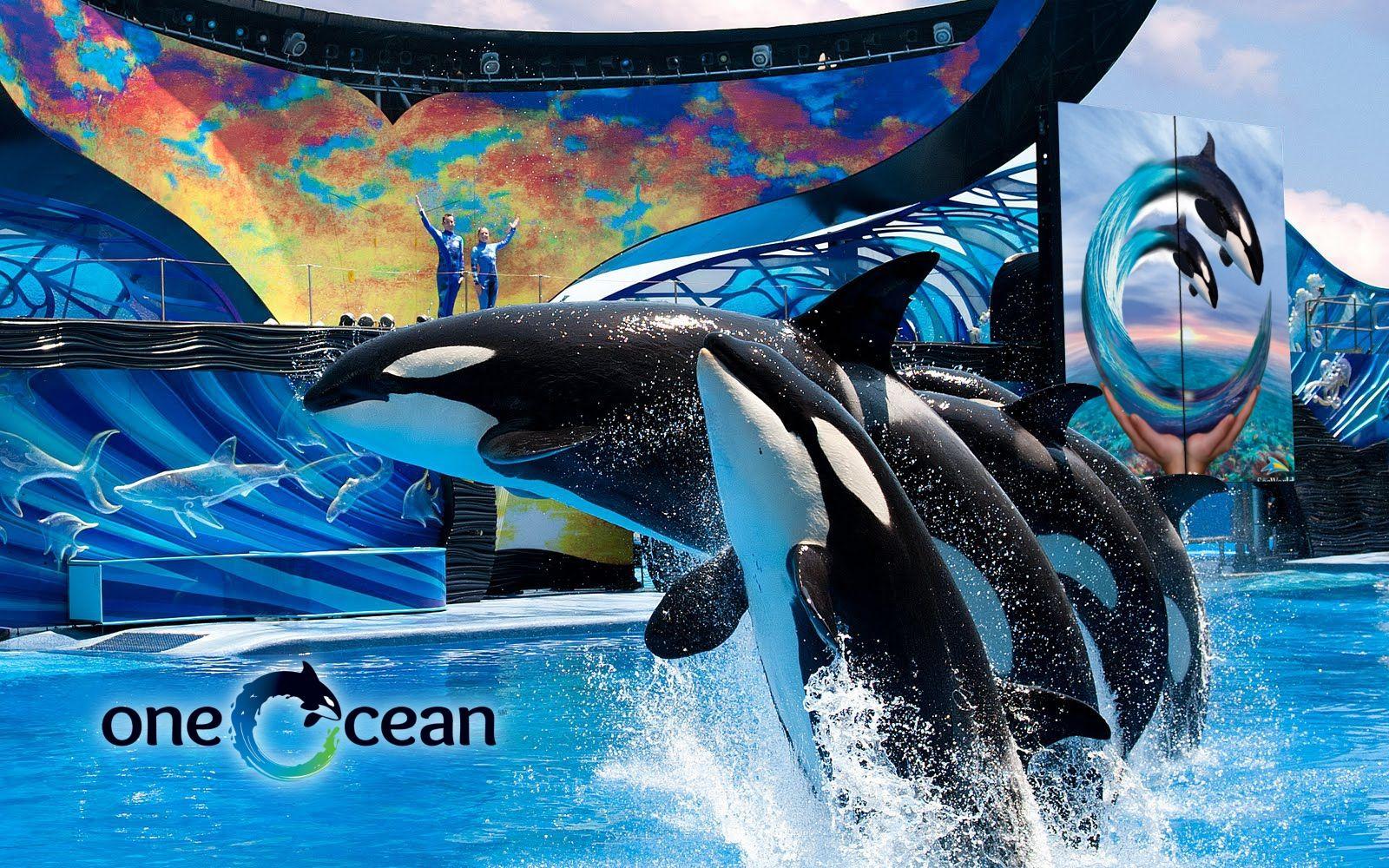 sea-world-wallpapers-wallpaper-cave