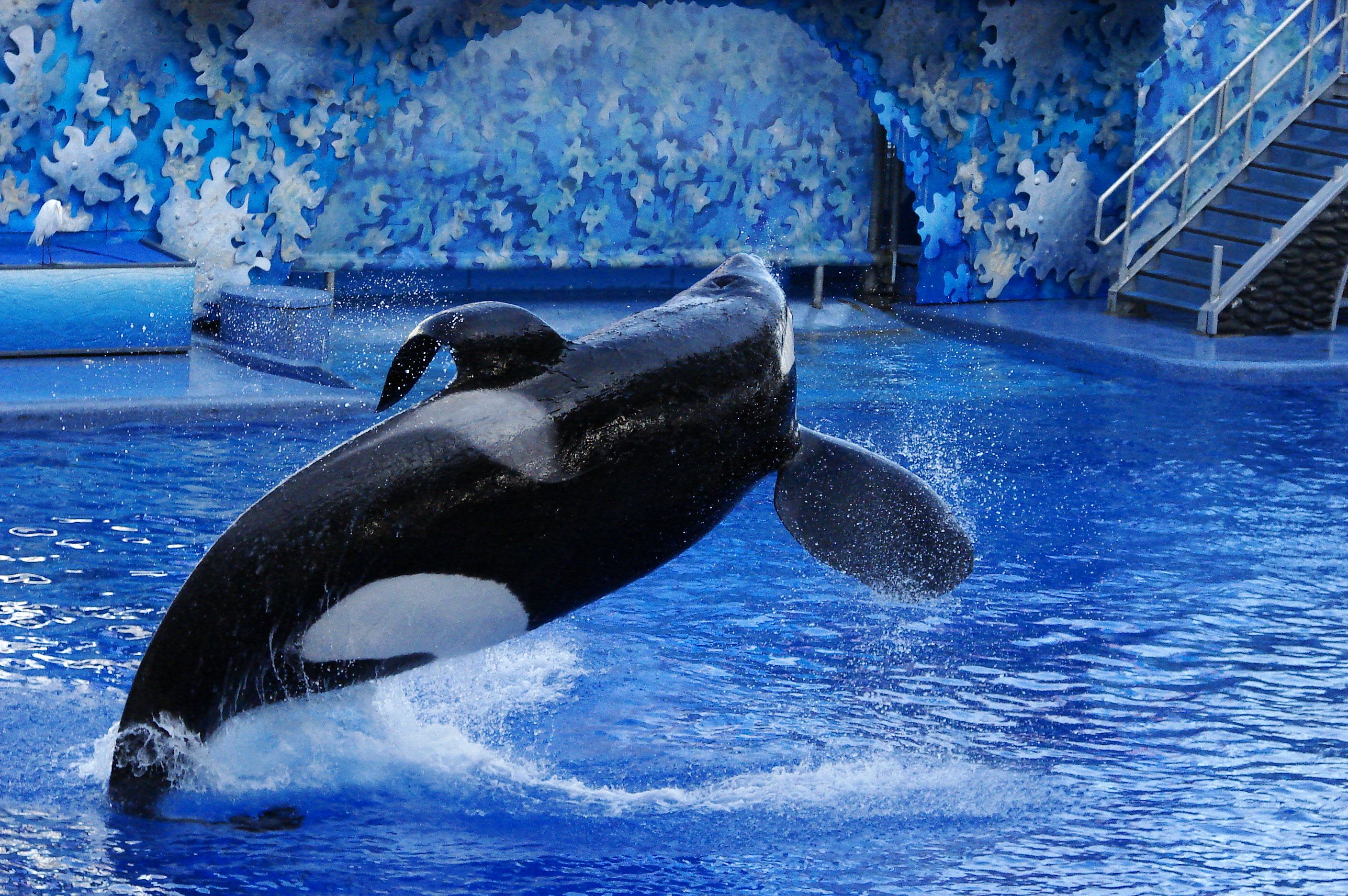 Killer Whale Attacks SeaWorld HD Wallpaper, Background Image