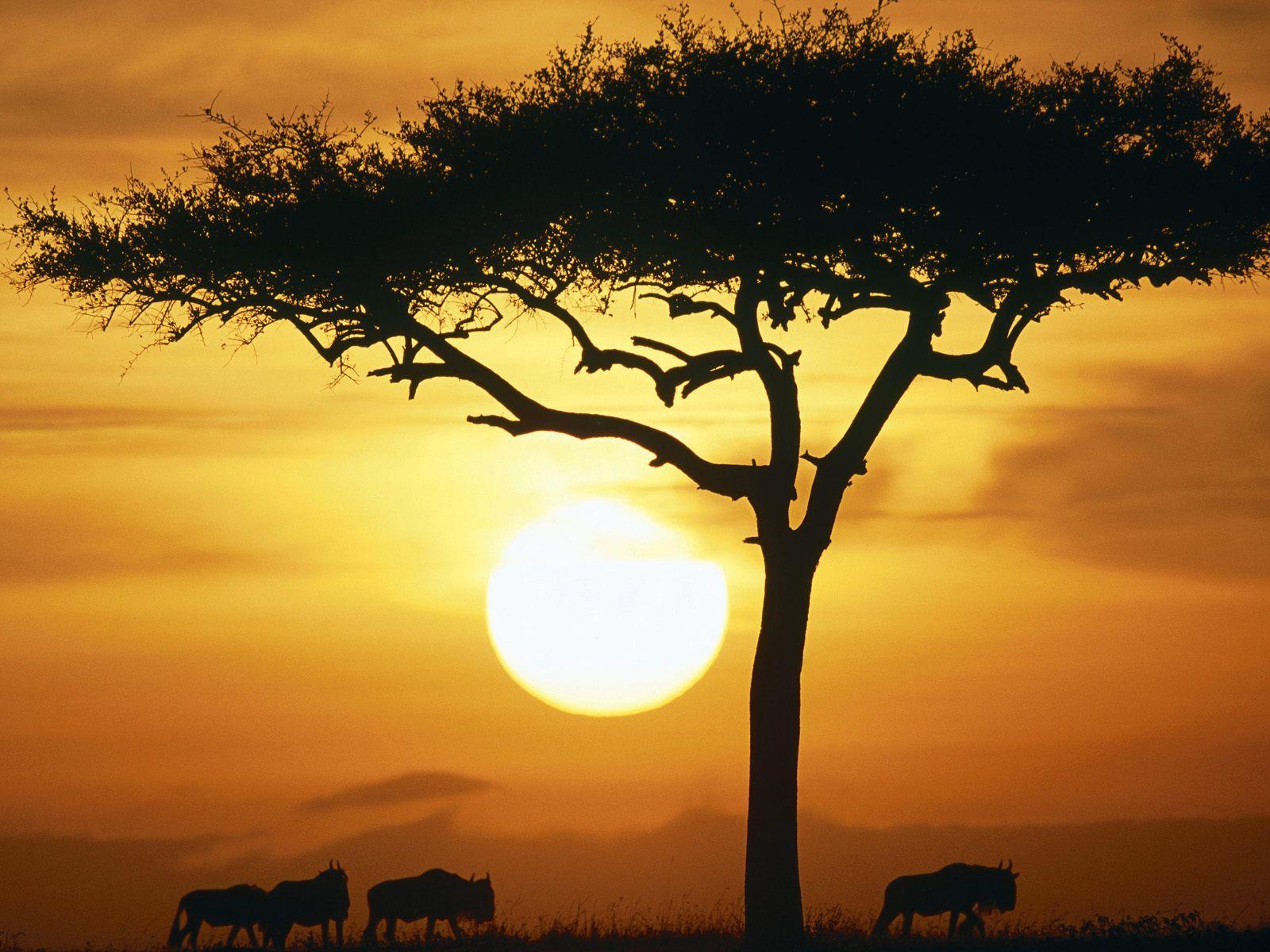 Wild Africa Live Image, HD Wallpaper.SCB WP&BG Collection