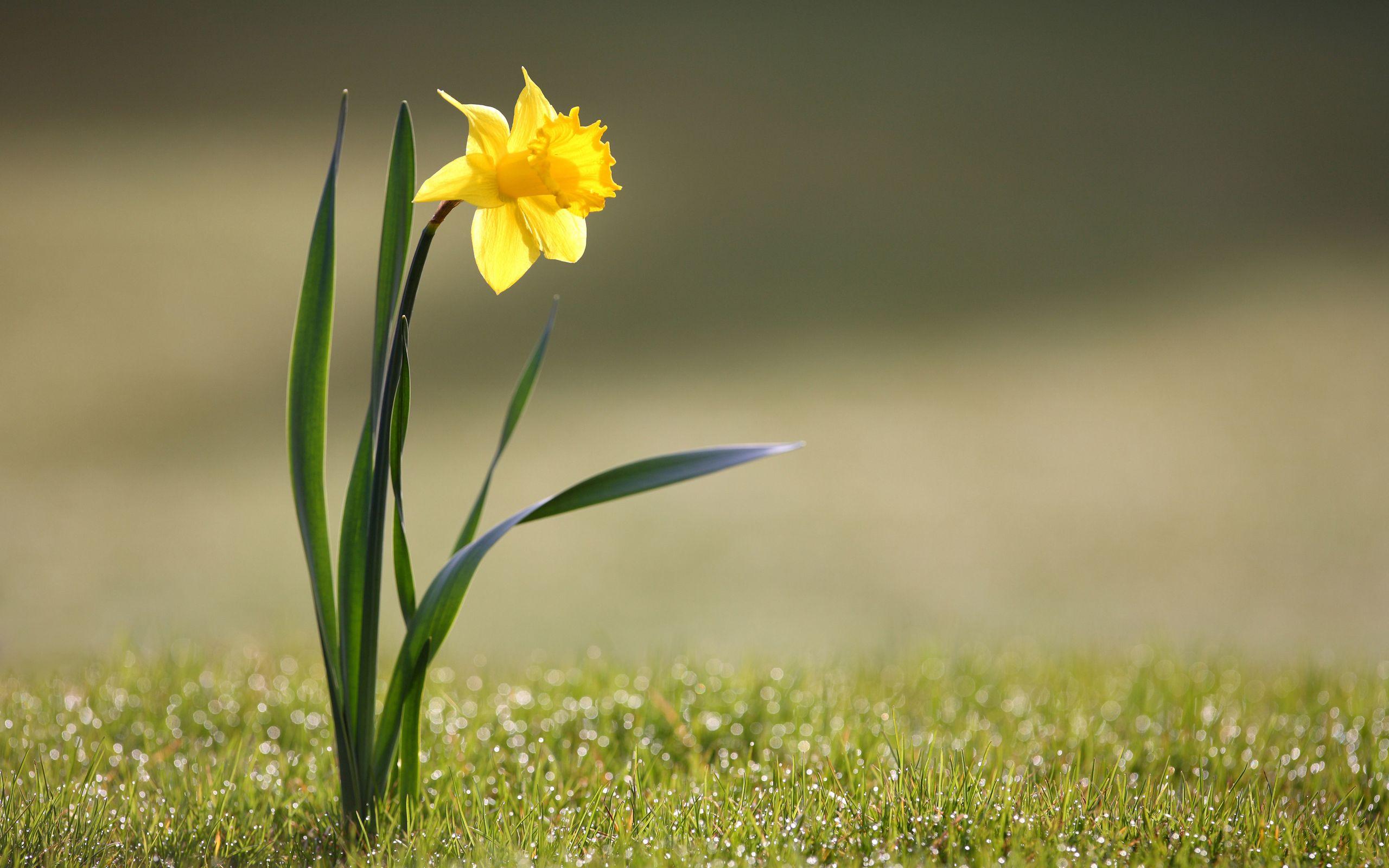 Flower 2