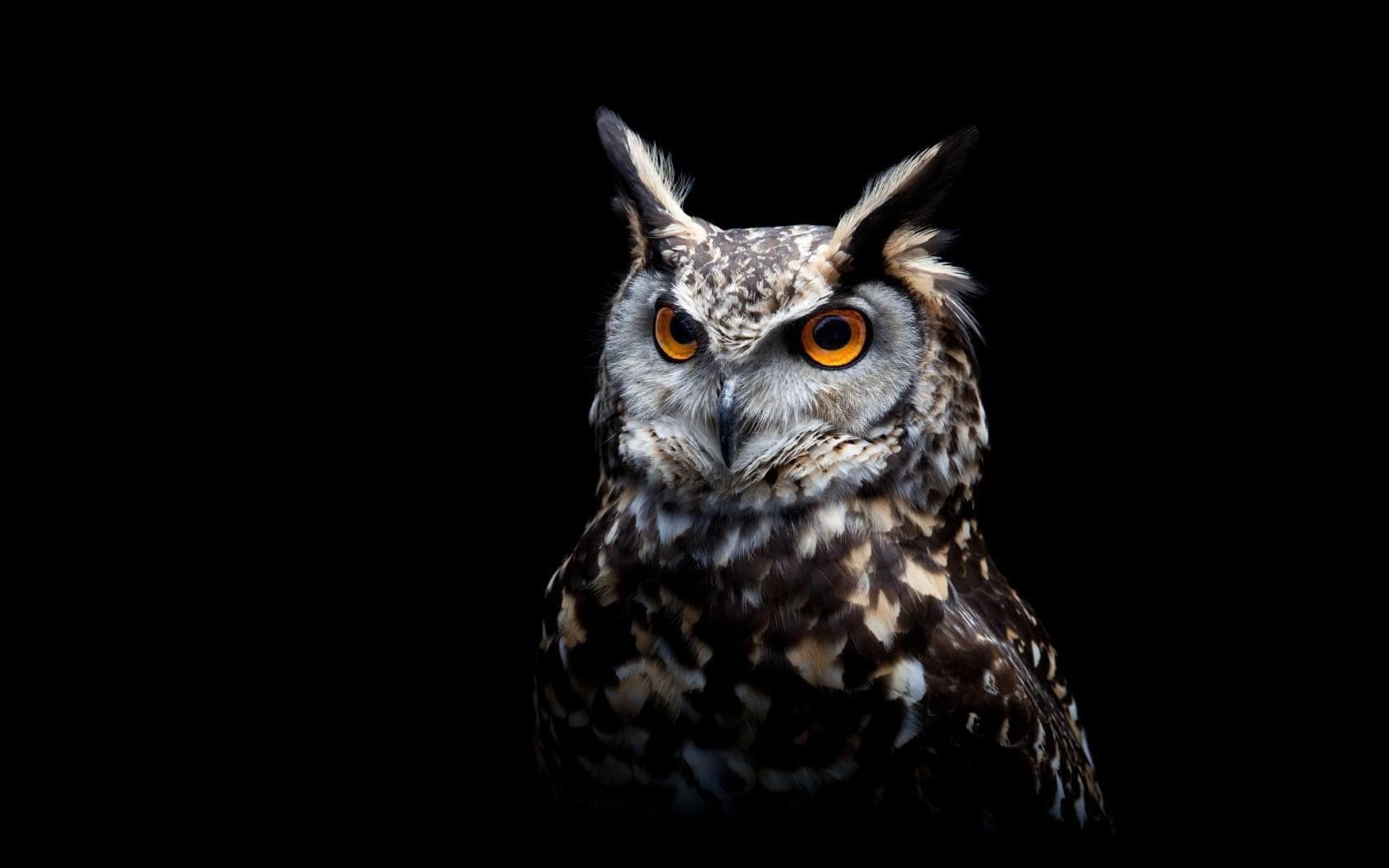 46 Koleksi Gambar Burung Hantu Owl HD Terbaik