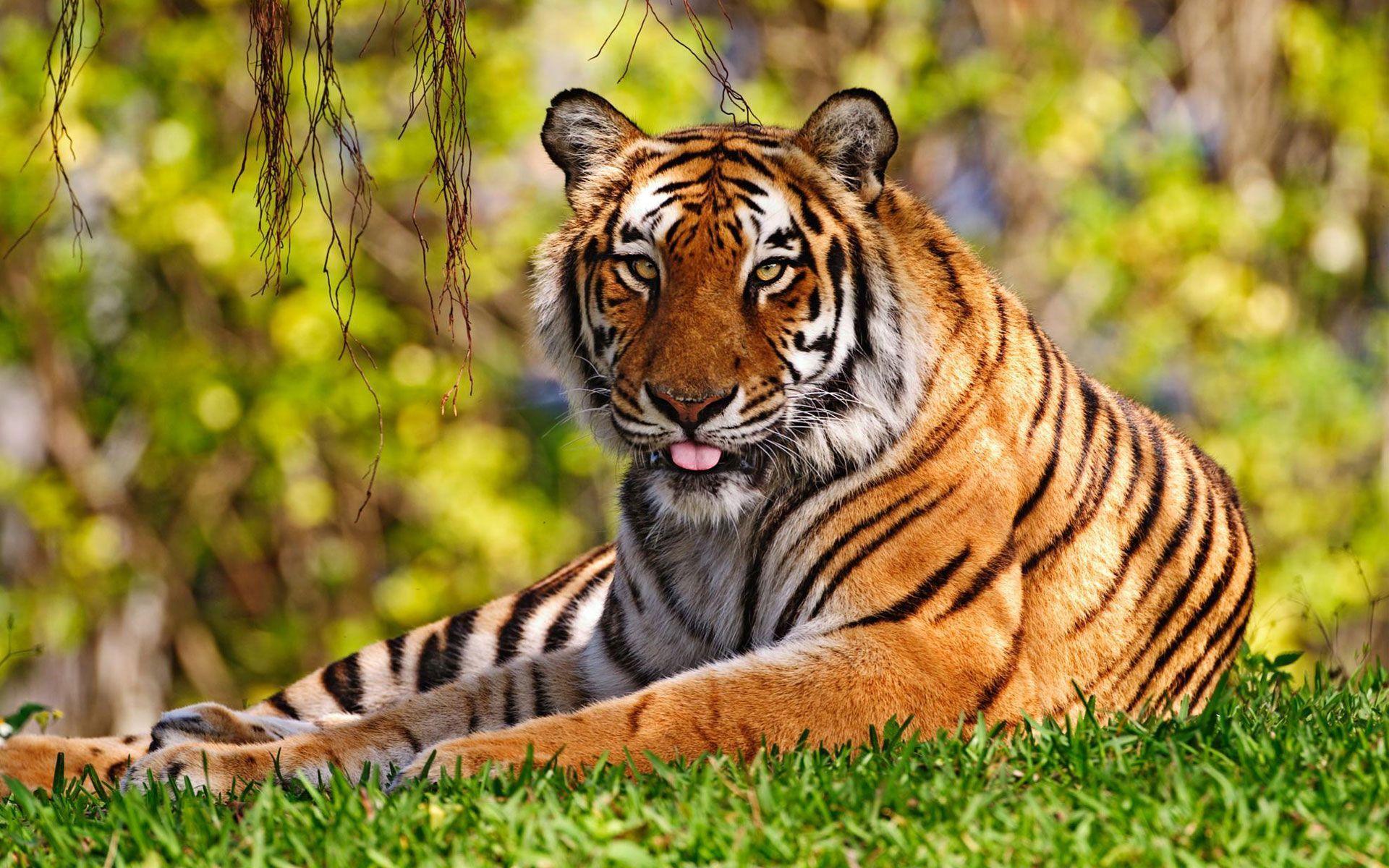 3D Tiger Wallpaper HD 07470 - Baltana