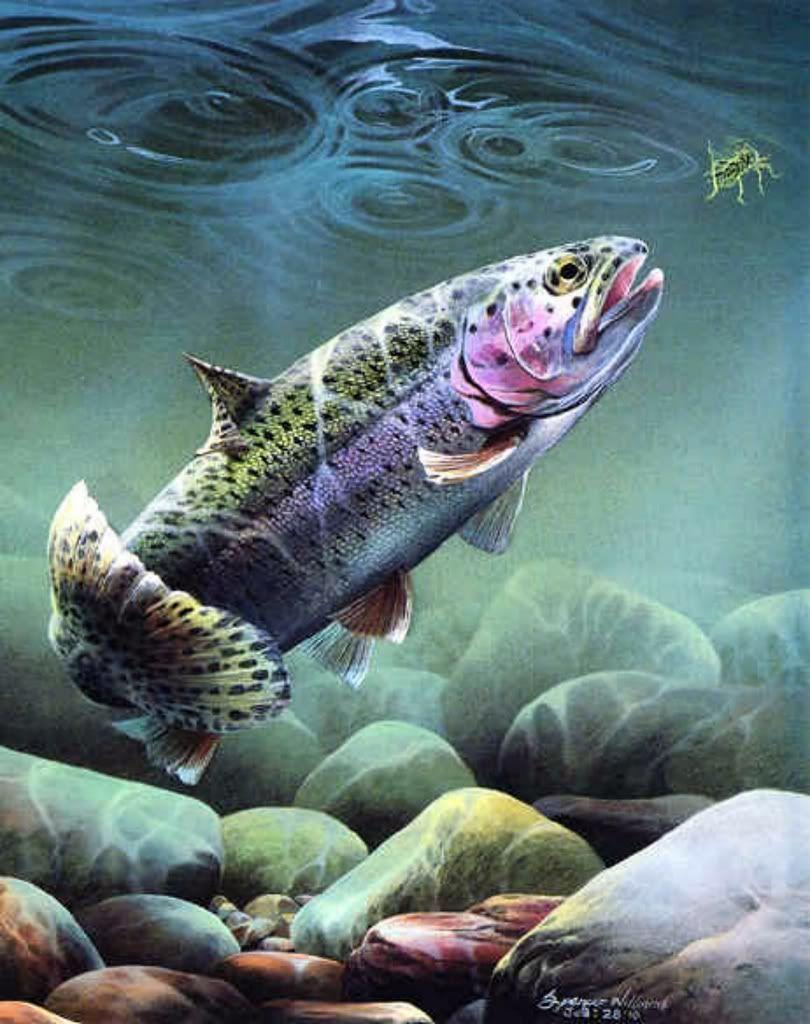 Fly Fishing Trout Graphics Code. Fly Fishing Trout Comments