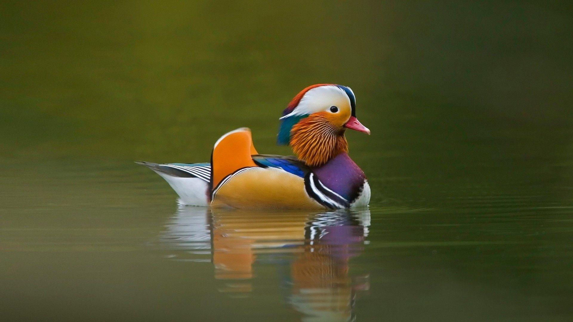 Download HD Wallpaper of Duck