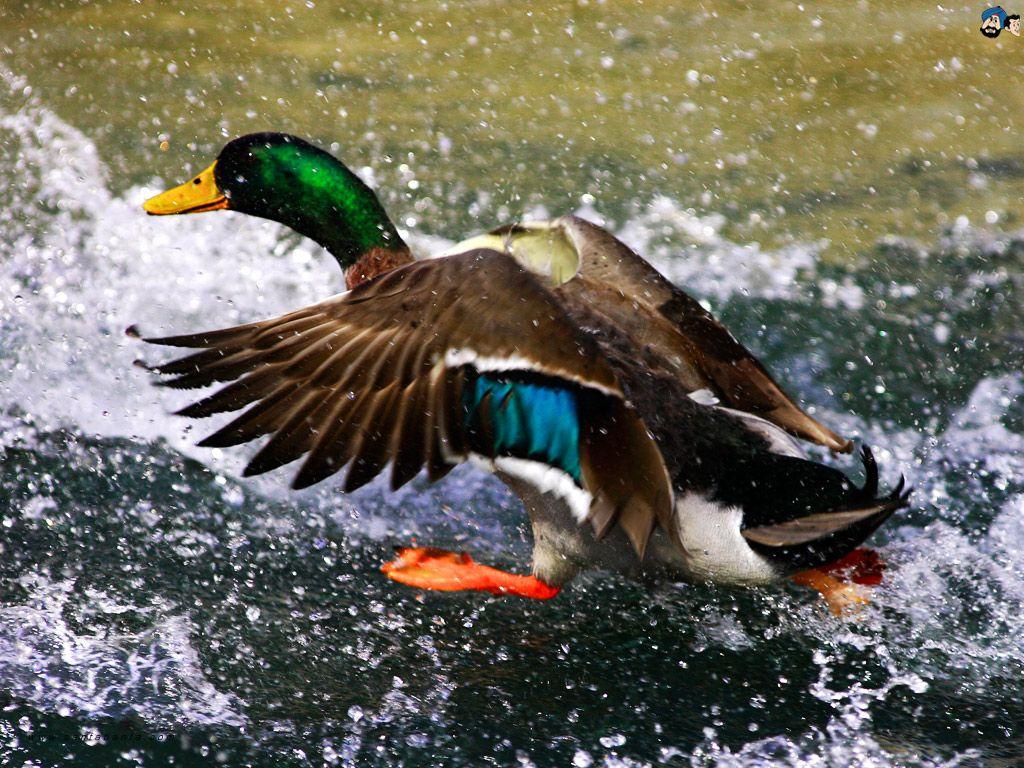 Duck Ki Wallpapers - Wallpaper Cave