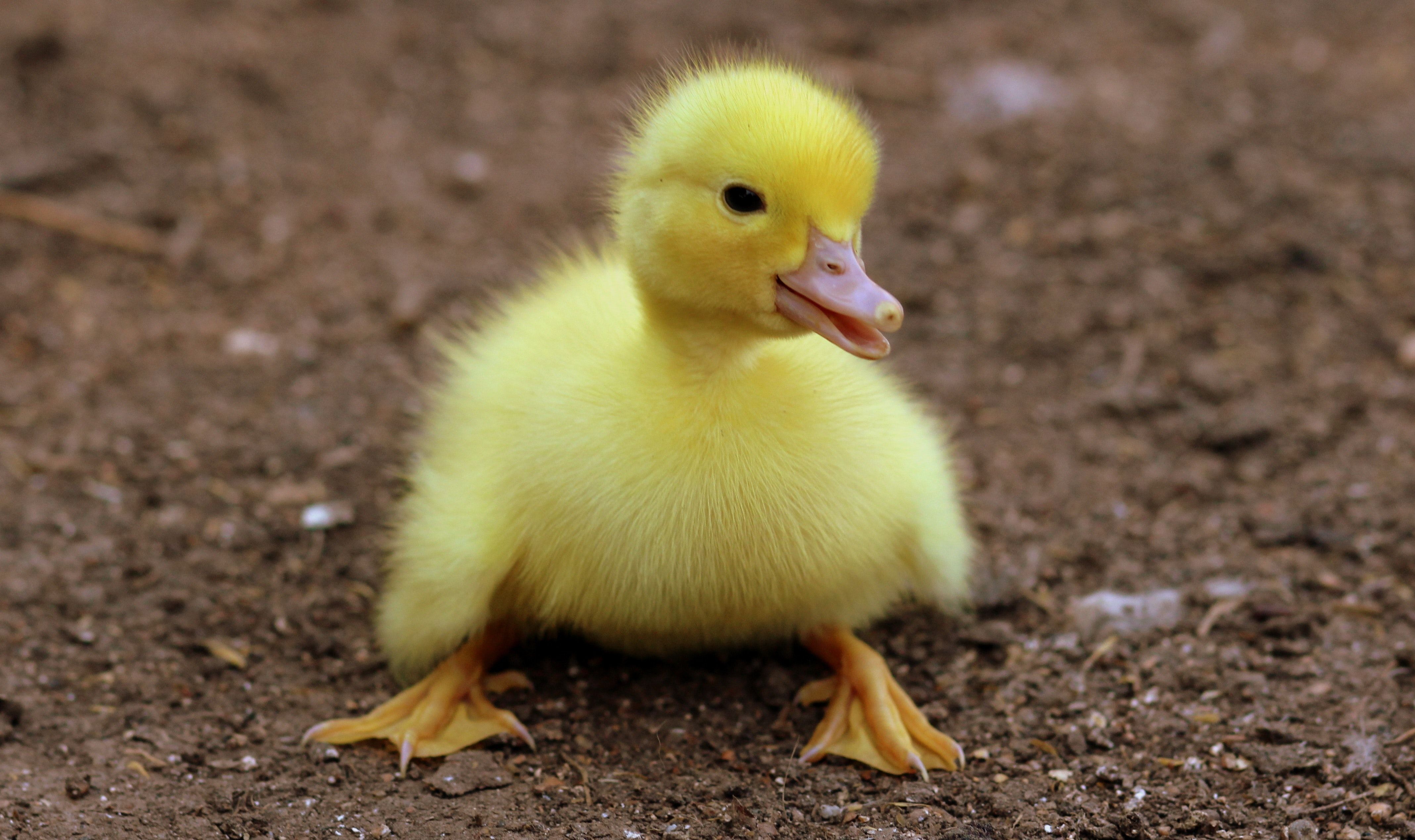 Sweet Duck Picture