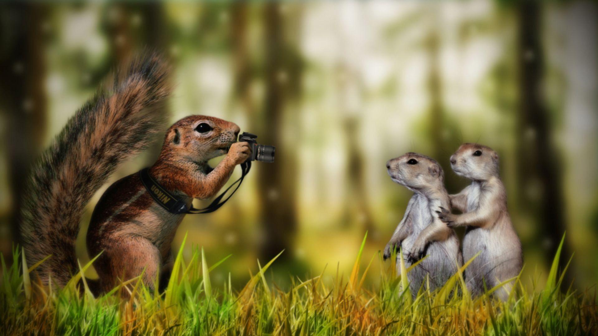 Funny Squirrel Wallpaper HD Wallpaper Free