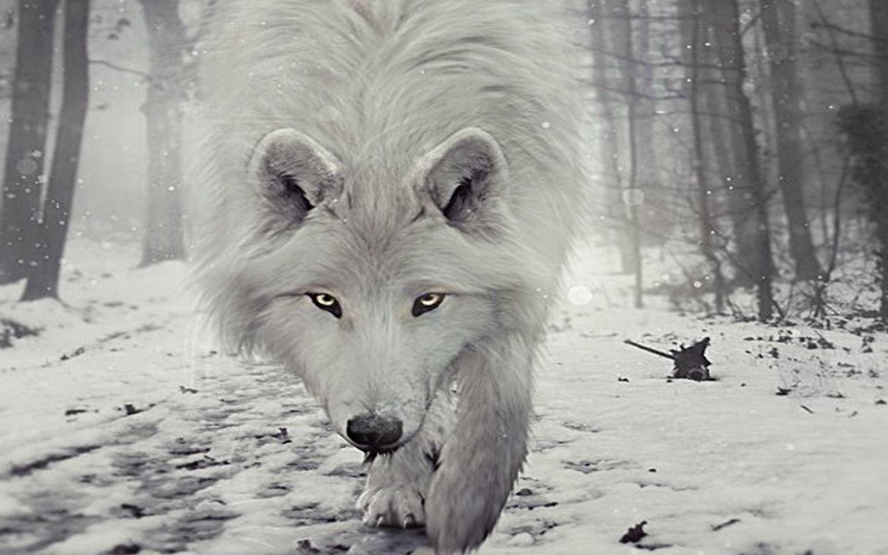 Wolf Wallpaper and Background Imagex800
