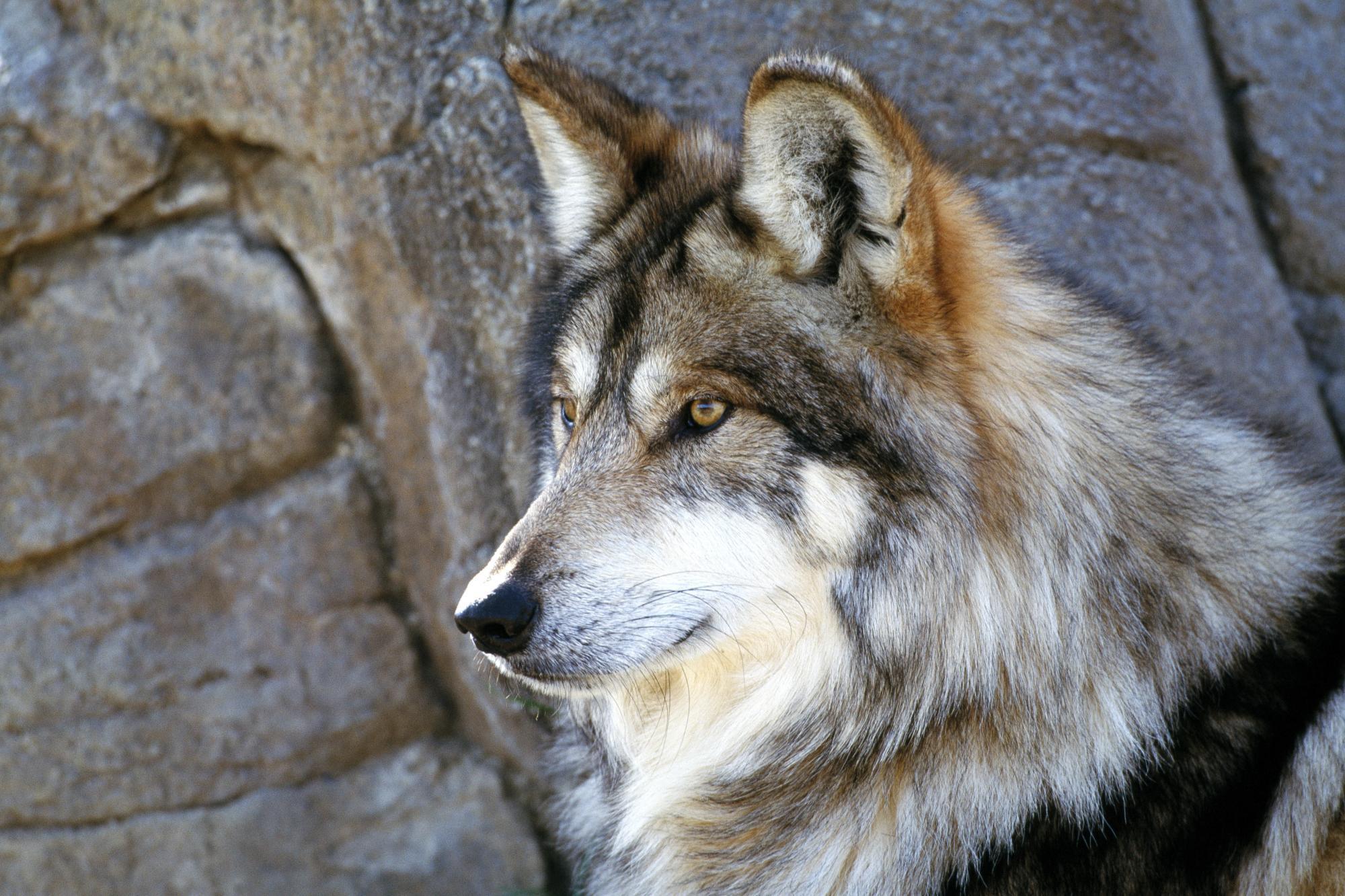 The Majestic Beautiful Gray Wolf HD desktop wallpaper, Widescreen