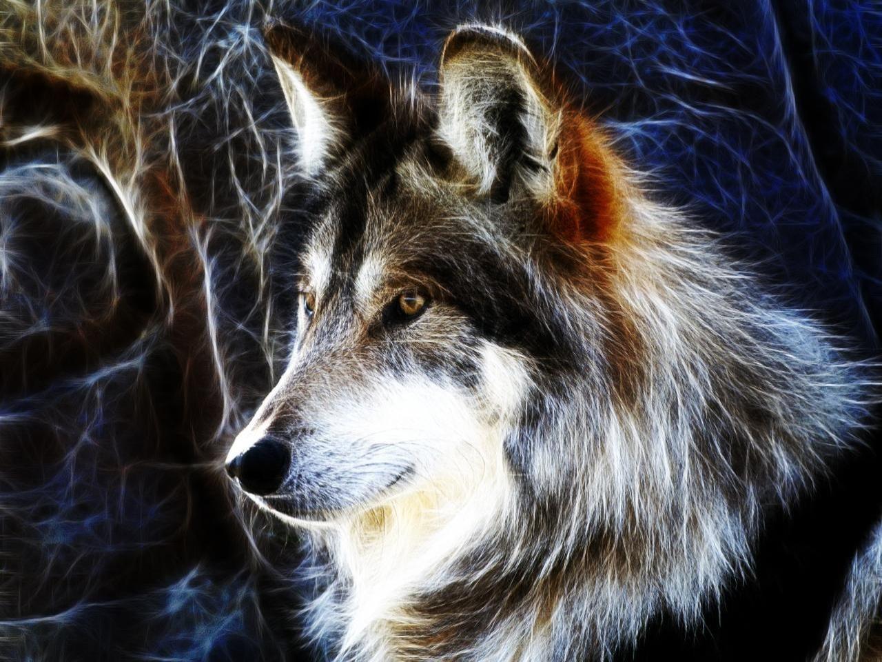 Majestic wolf. Nature. Wolf and Animal