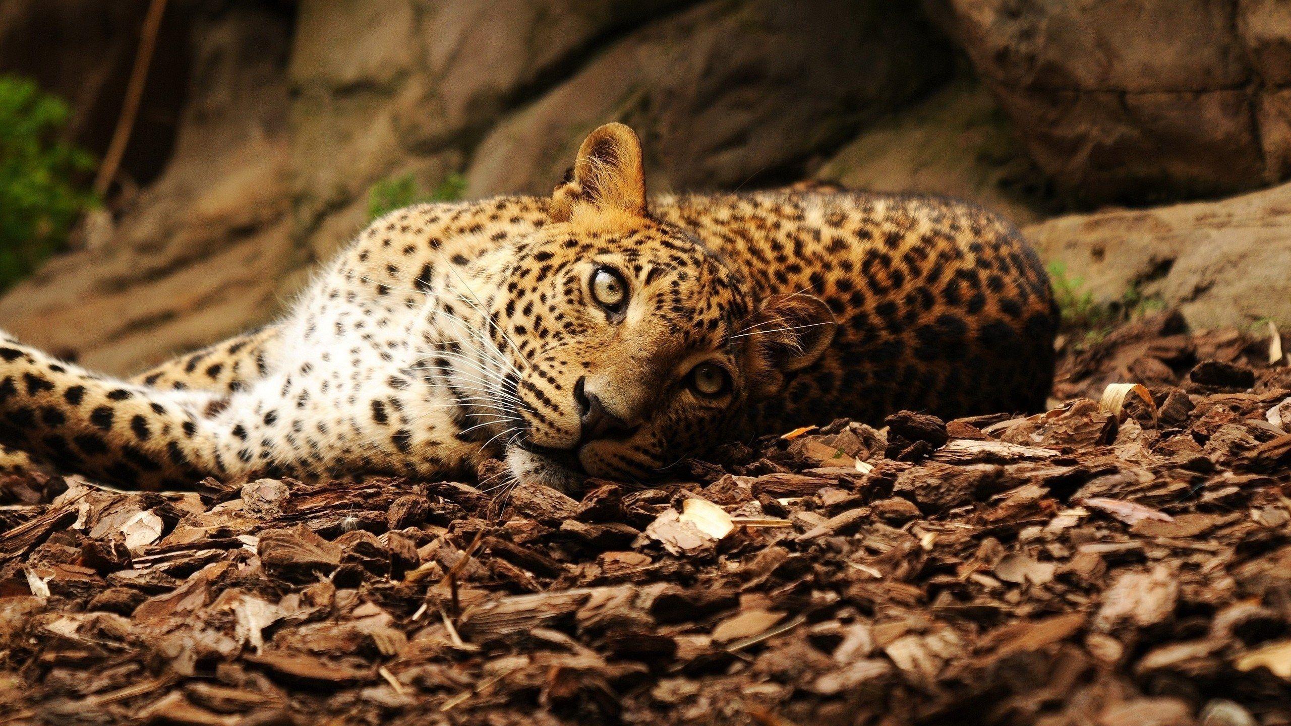 Download HD Photo Wallpaper Jaguar Foliage Big Cat Spotted 055