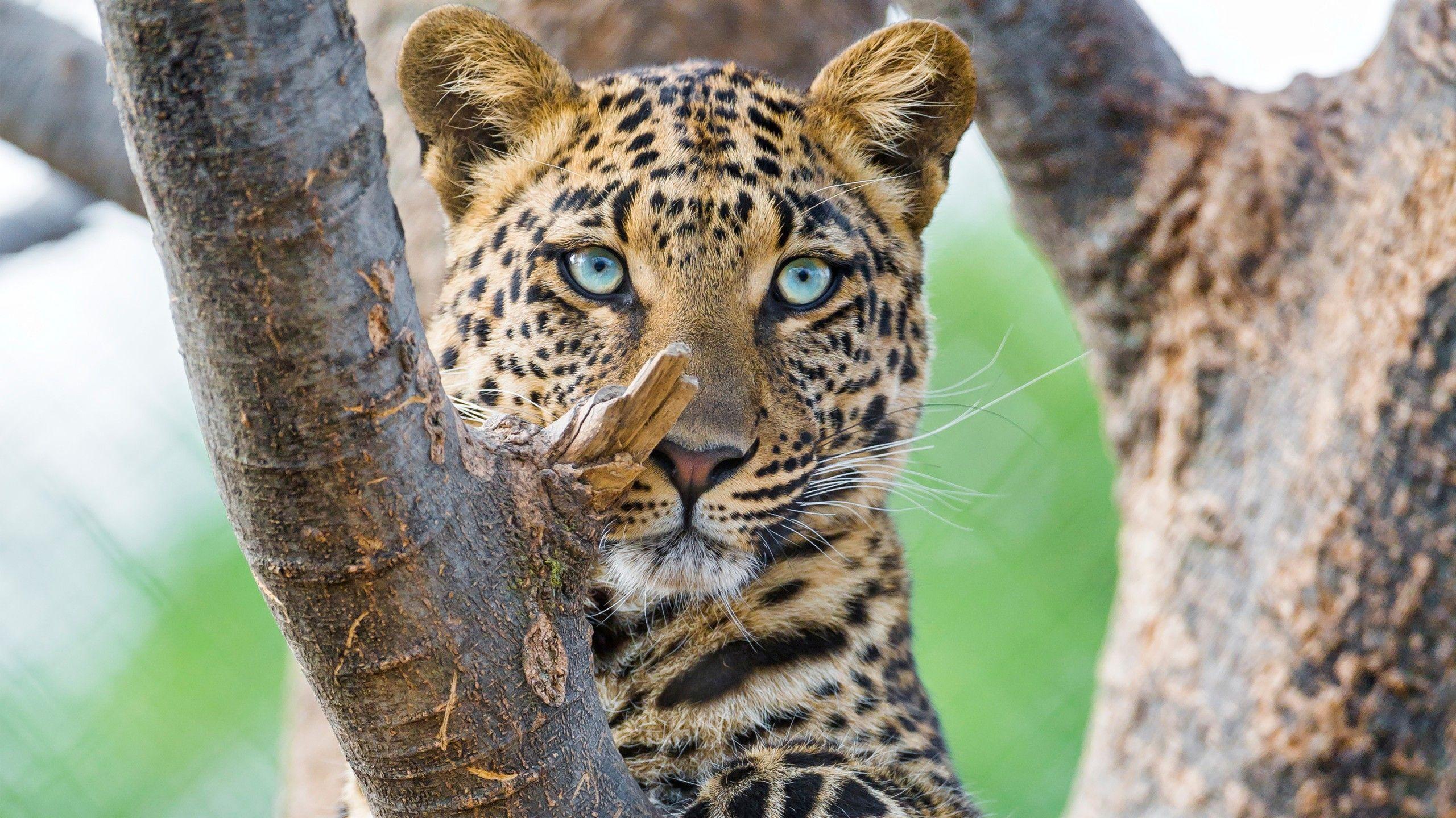 Wallpaper Leopard, Big cat, Panthera, HD, Animals