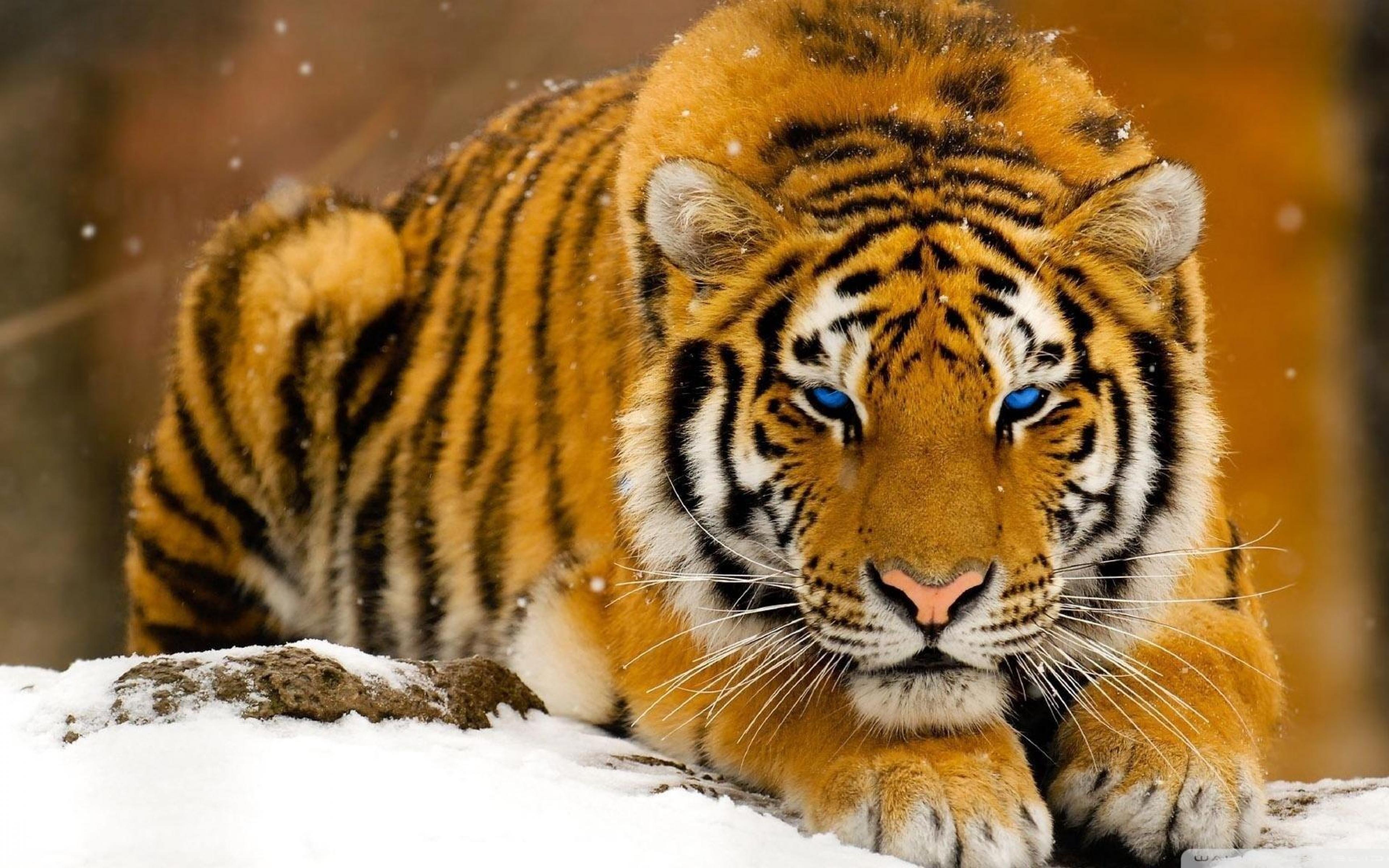 Tiger Animals Big cats HD Wallpaper, Desktop Background, Mobile