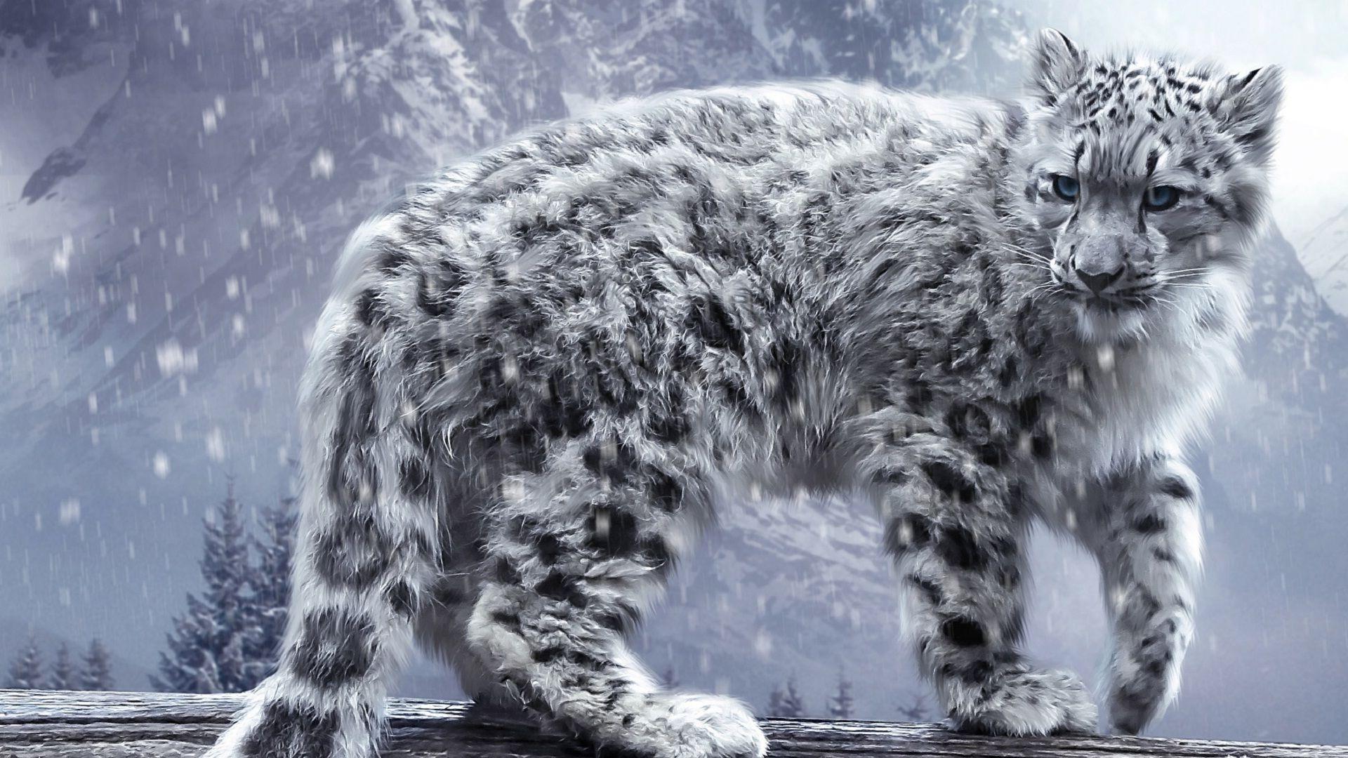 Big cat snow HD wallpaper. HD Wallpaper Rocks