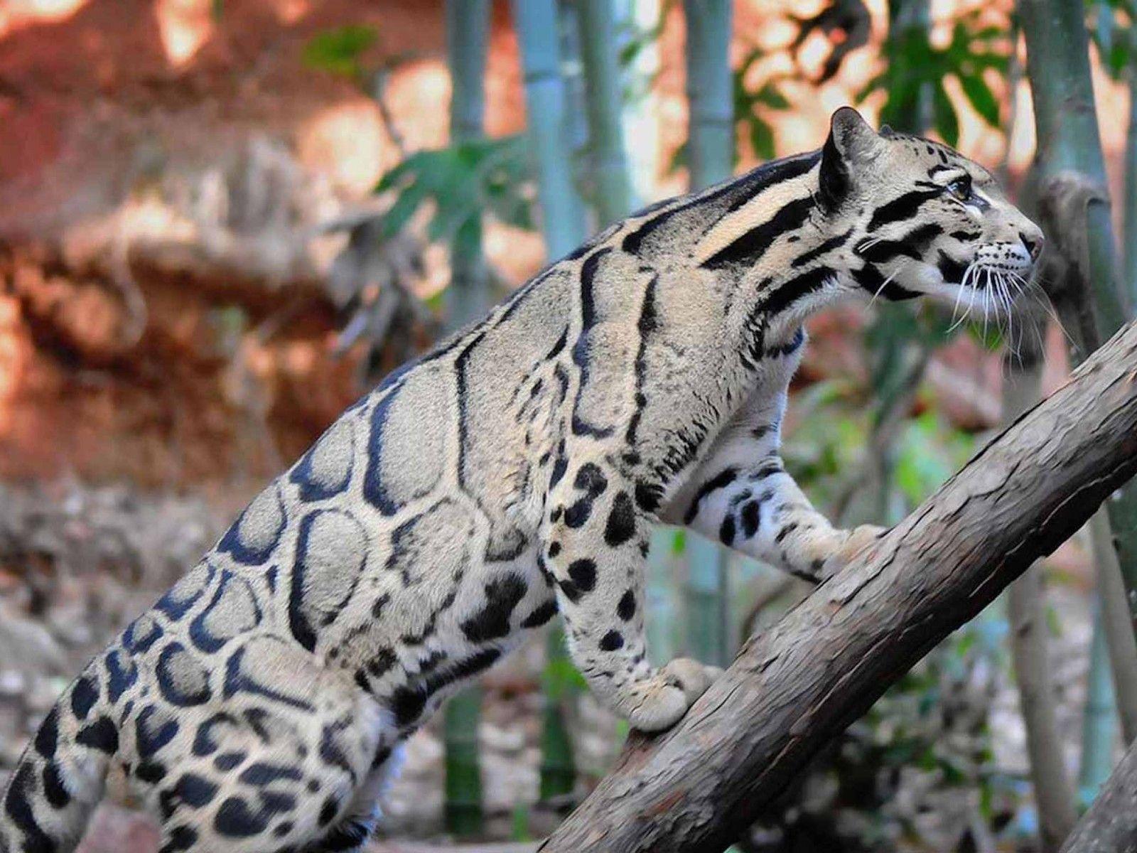 Clouded Leopard Big Cat Wallpaper. Free HD Cat Download