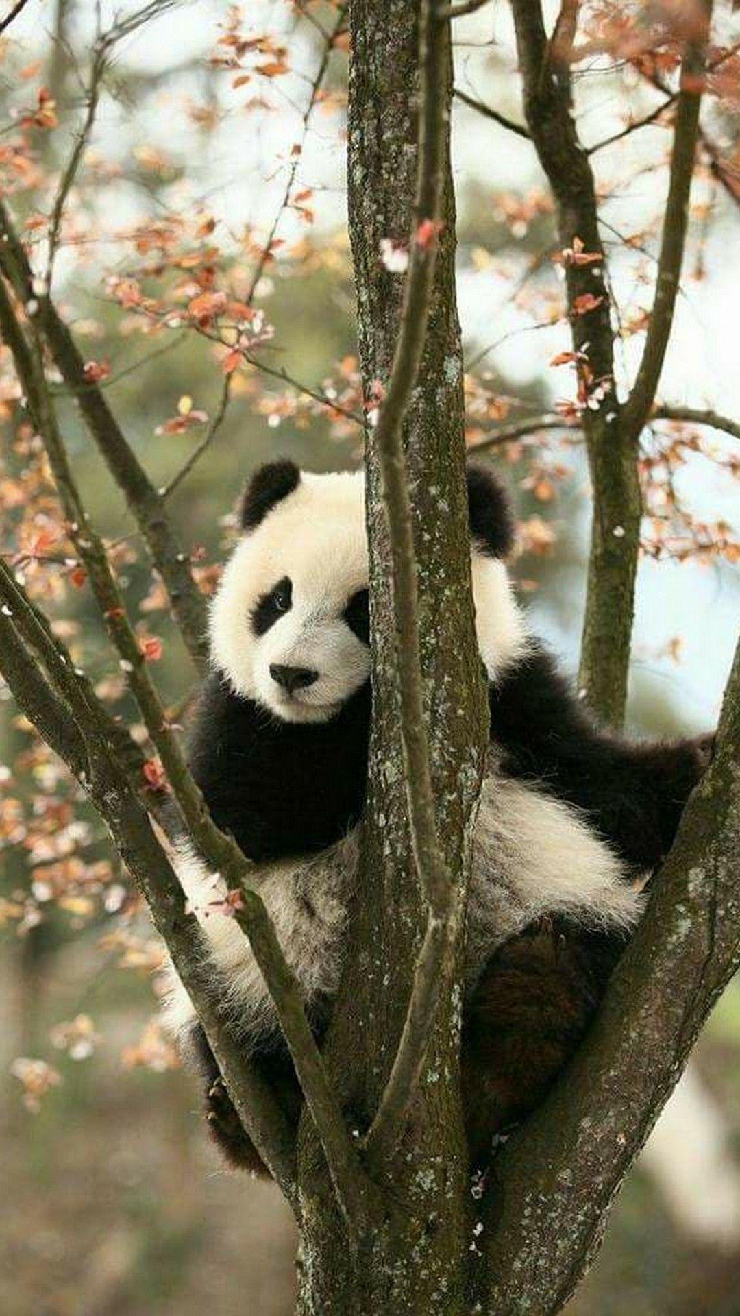 Panda iPhone Wallpaper HD. Best HD Wallpaper. Cute wild animals, Panda facts, Panda bear