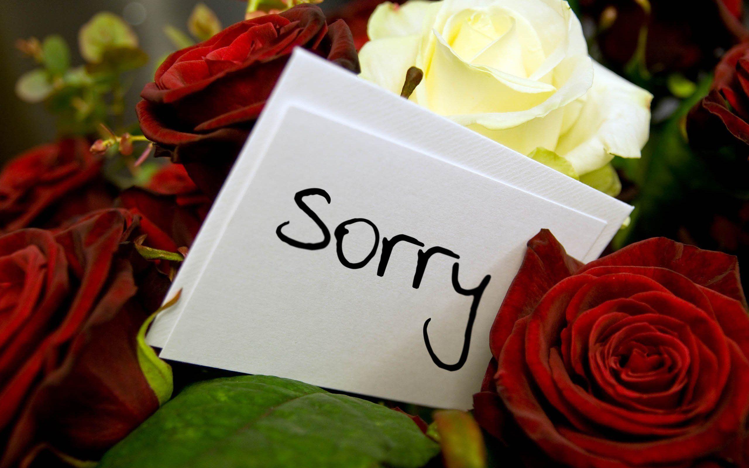 Sorry Roses HD Wallpaper. Sorry image, I miss you
