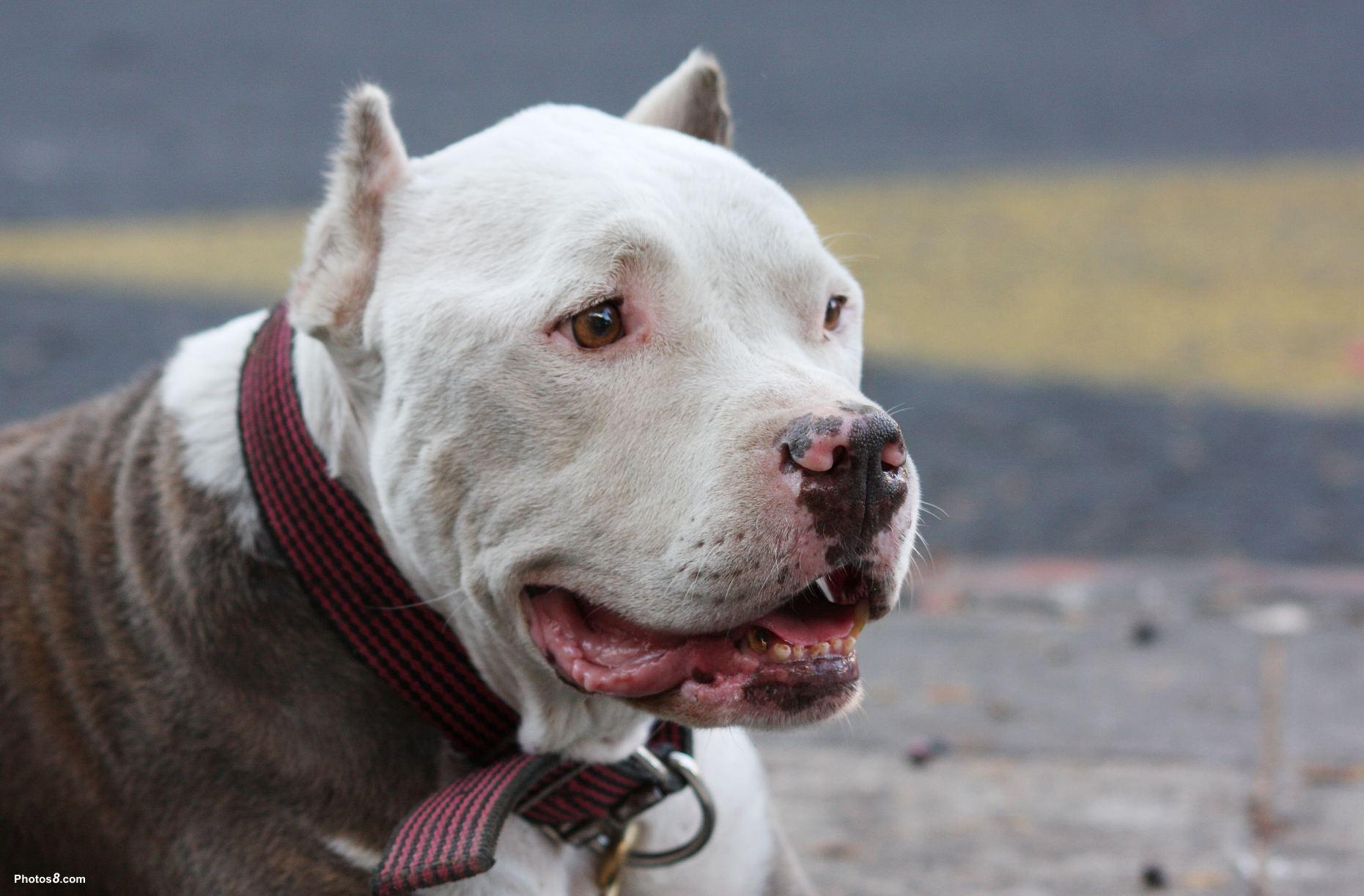 Free Pitbull Wallpaper Download