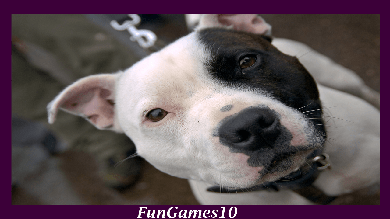 Pitbull Dog Wallpaper download of Android version