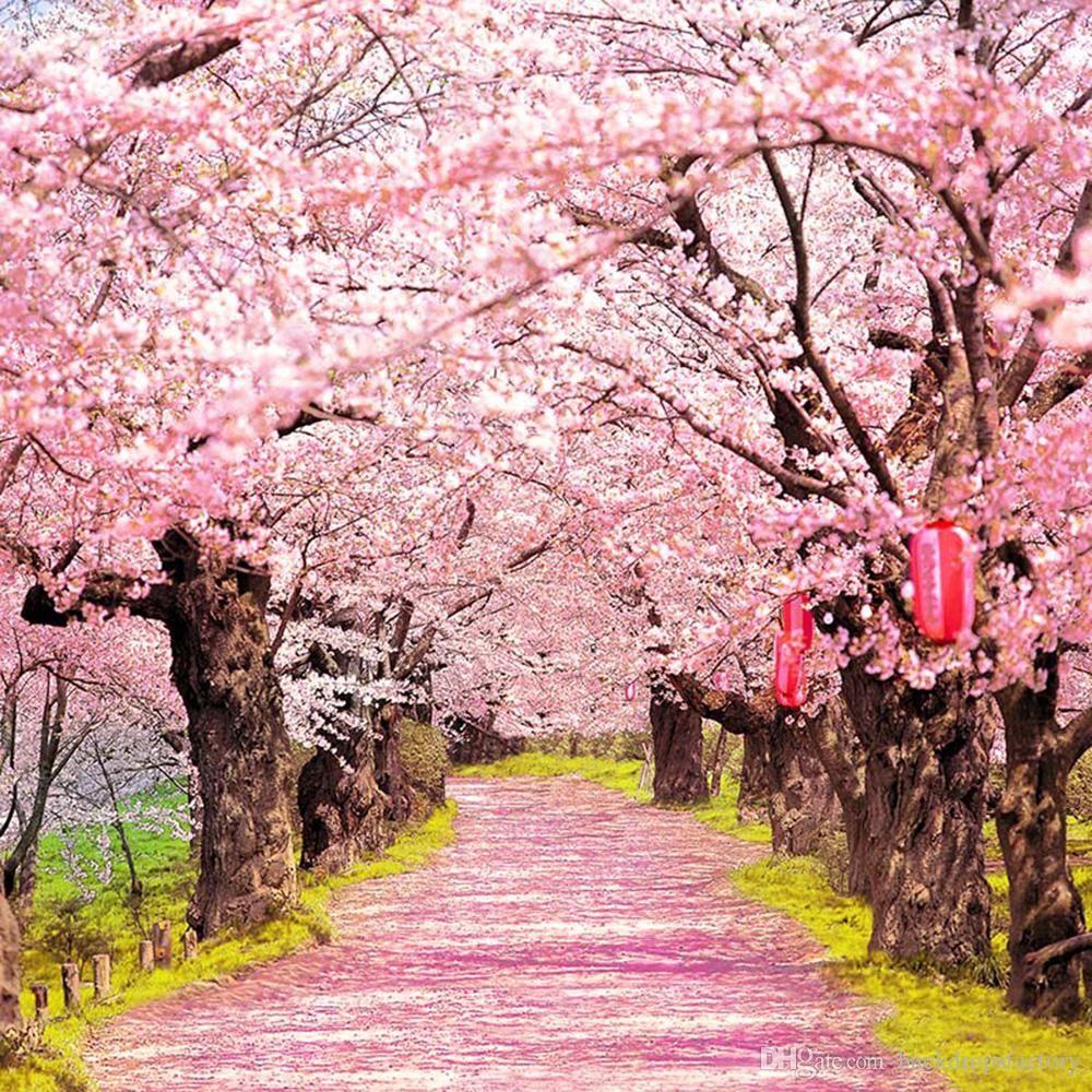 Pink Cherry Blossoms Photo Shoot Background Old Trees With Red