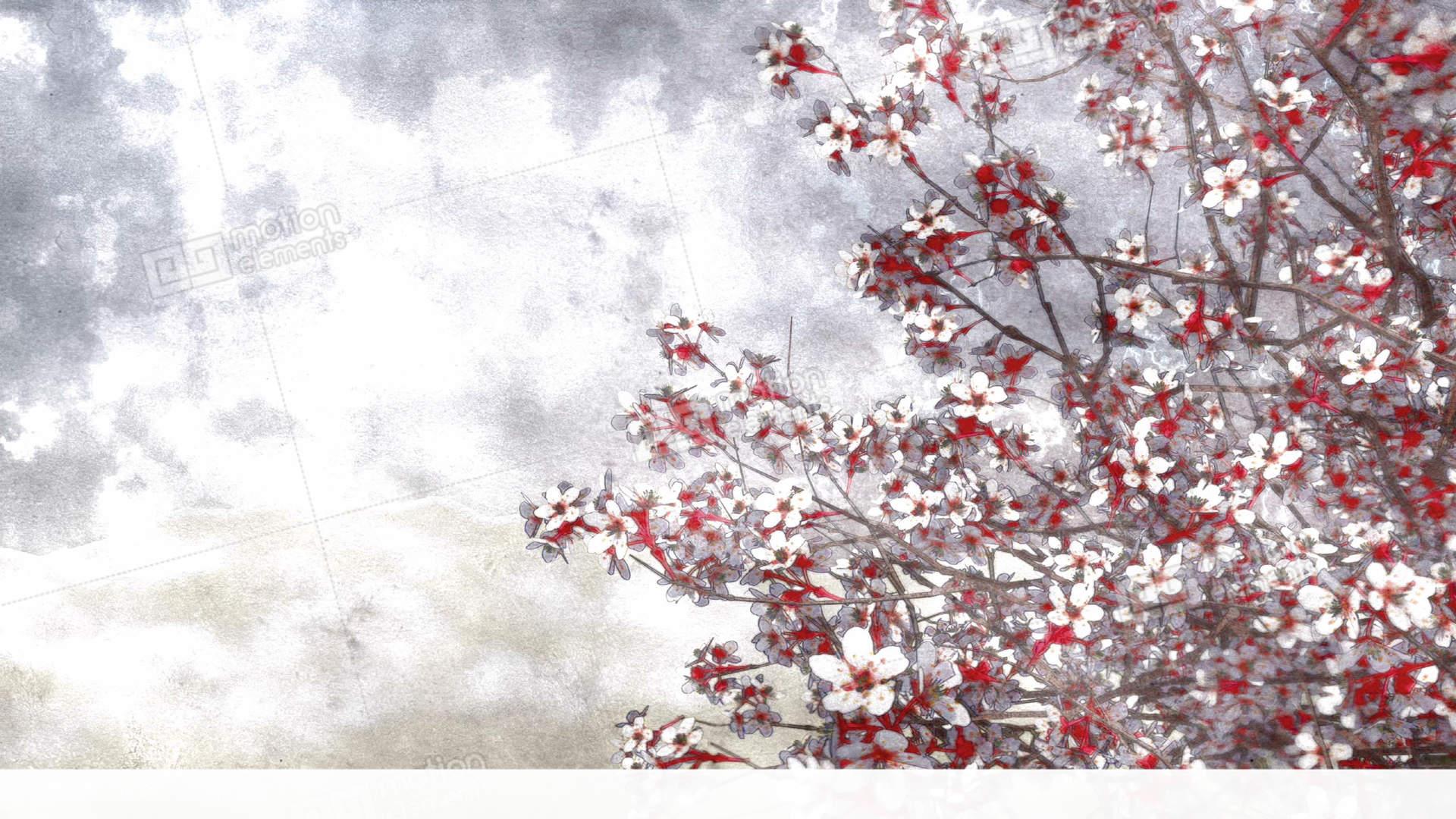 Sakura Cherry Blossom Watercolor Background Stock Animation