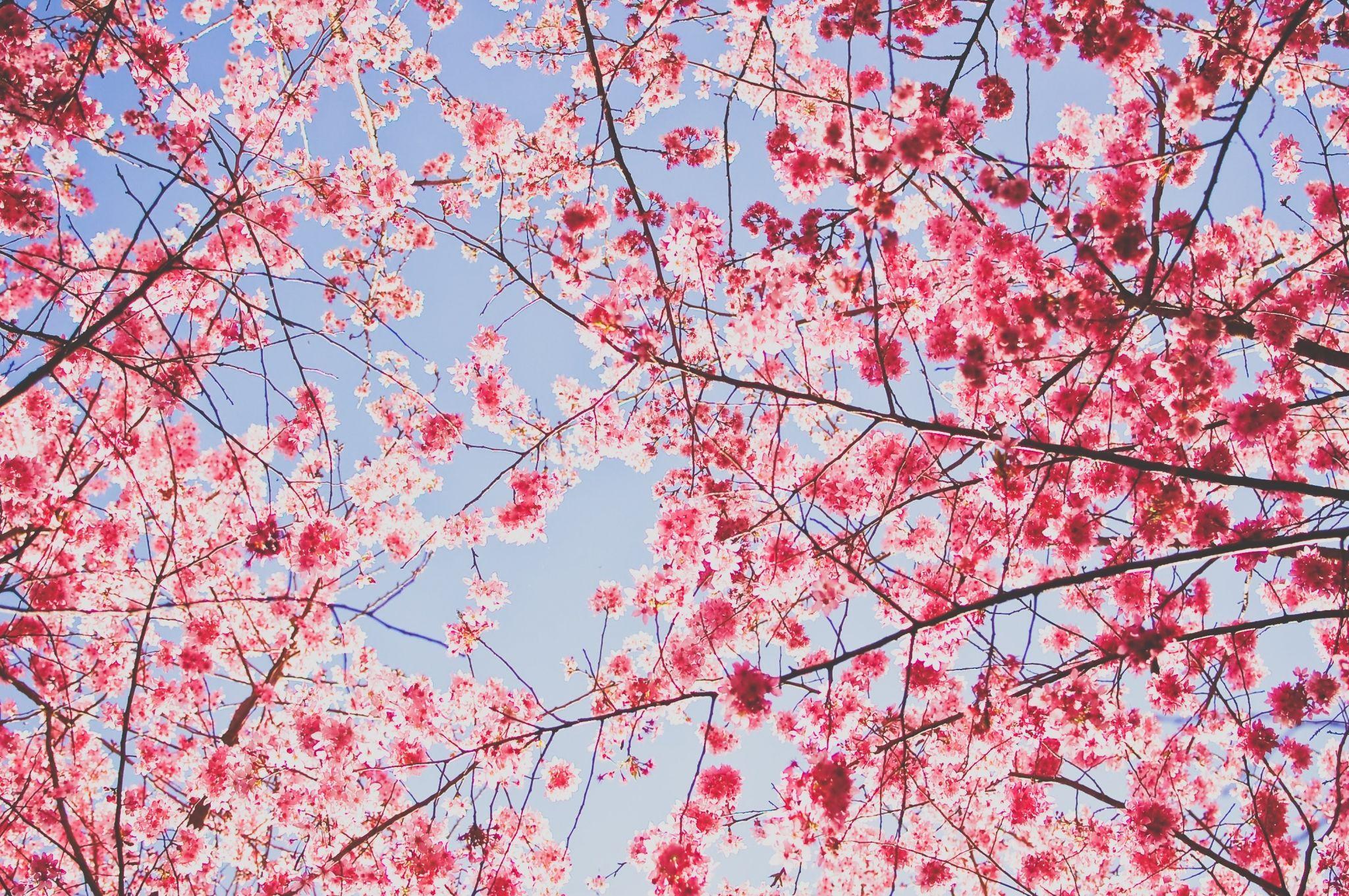 cherry blossom background image. sharovarka. Cherry