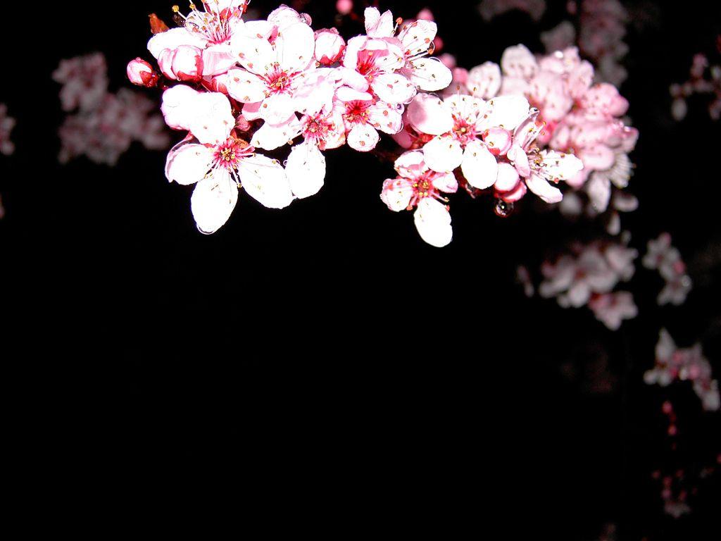 Blossom Background By Kira Aso