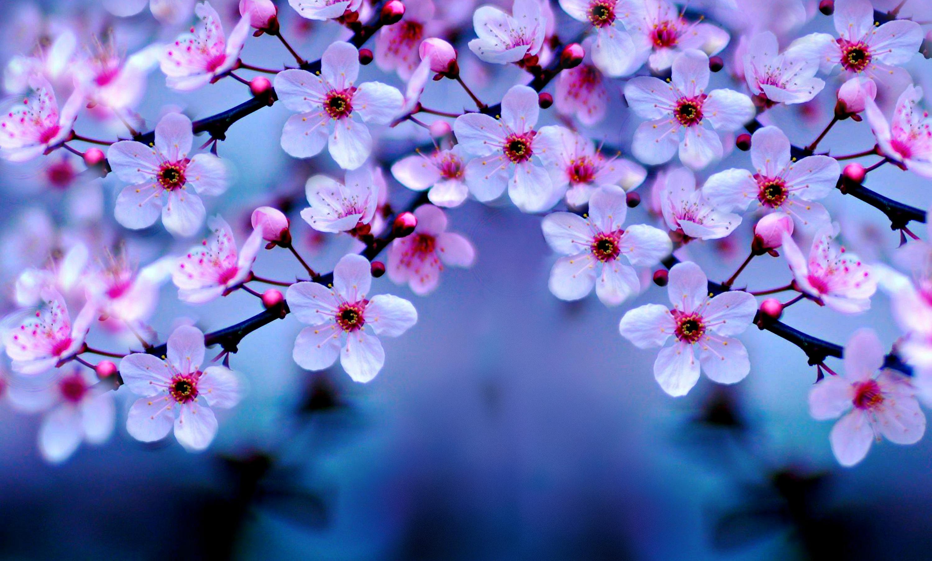 Wallpaper Flowers Cherry Blossom