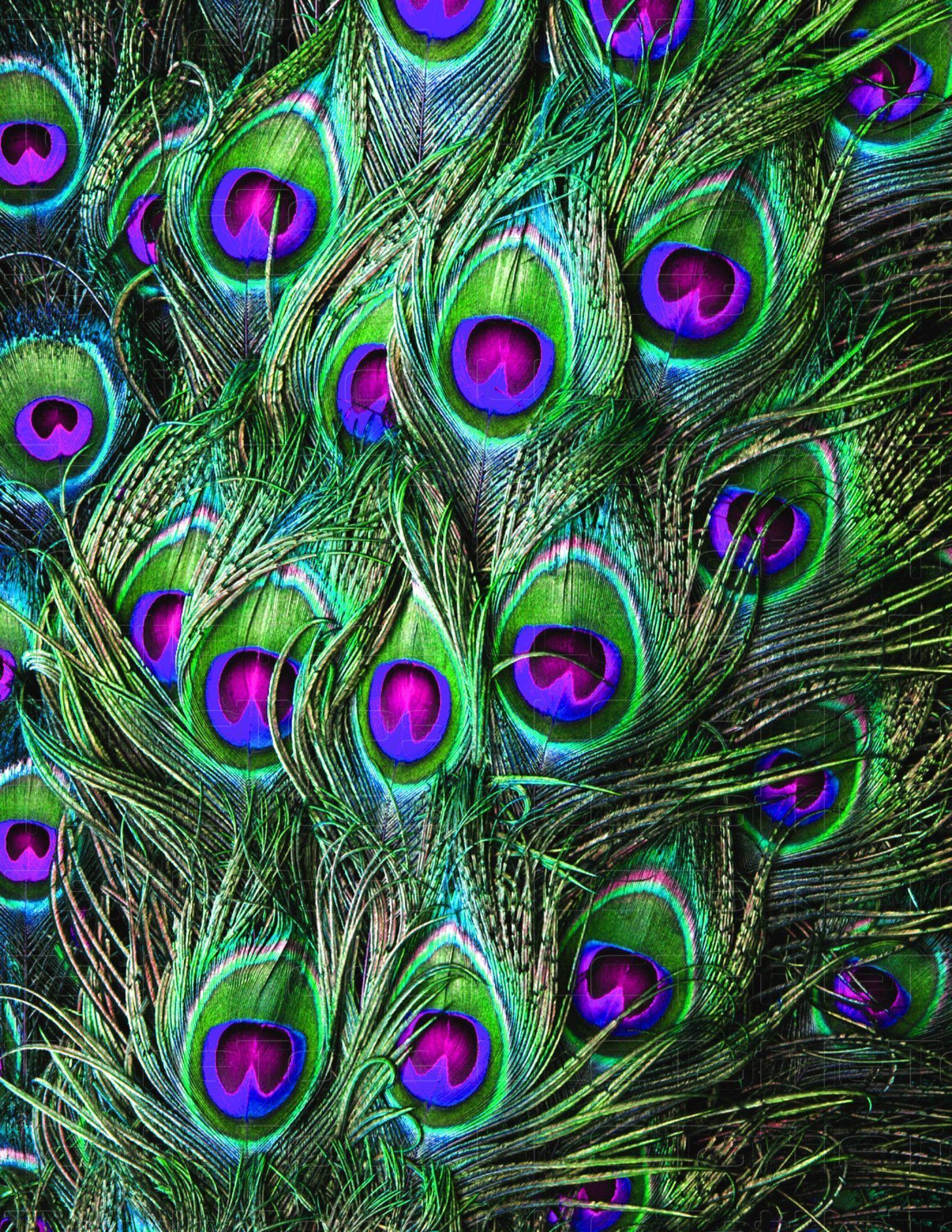 Pea 4. Peacocks, Feathers and Bird
