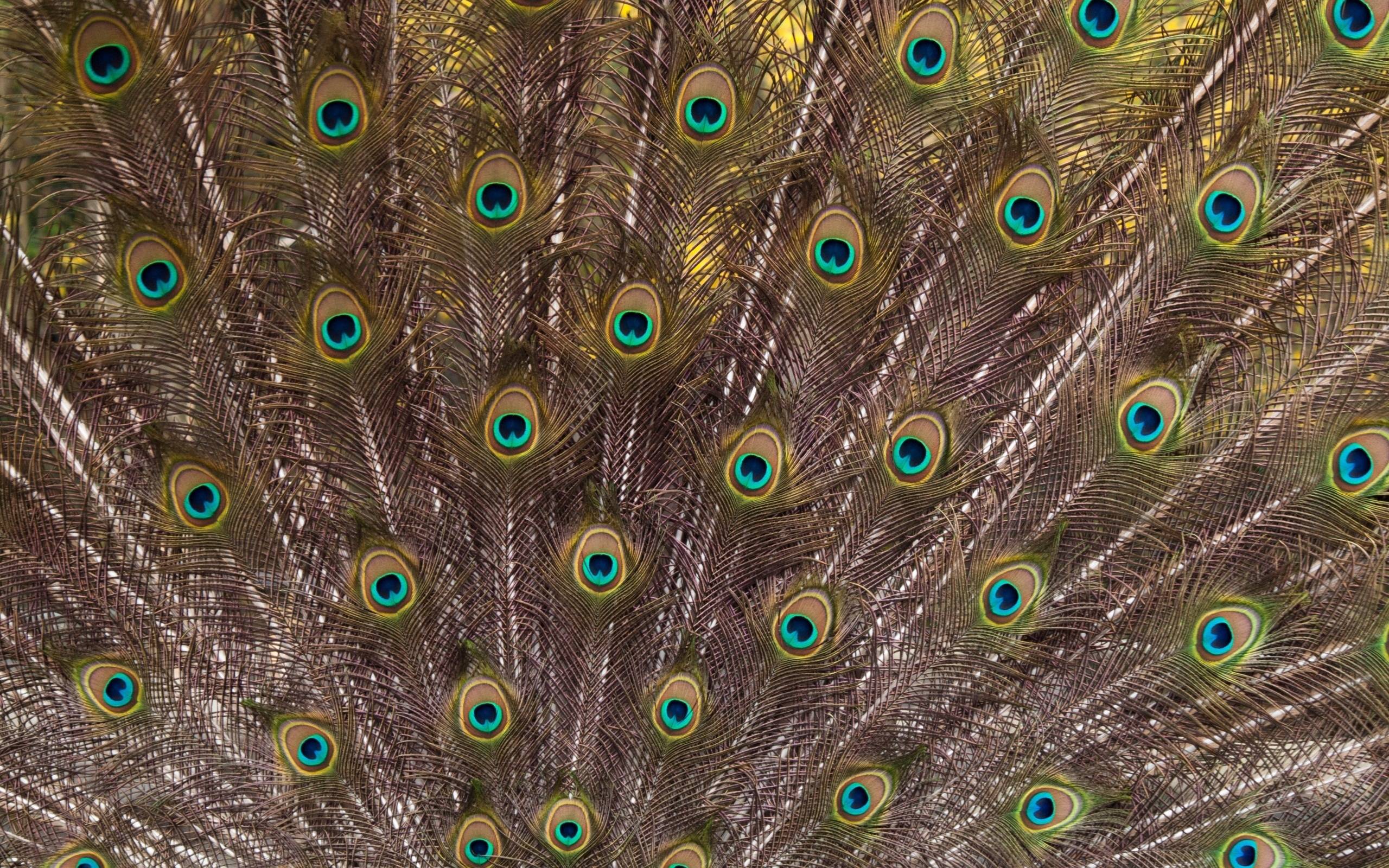Peacock Feathers Full HD Wallpaper and Background Imagex1600