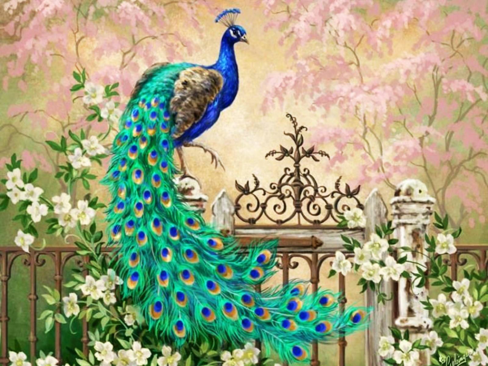 Peacock Wallpaper and Background Image