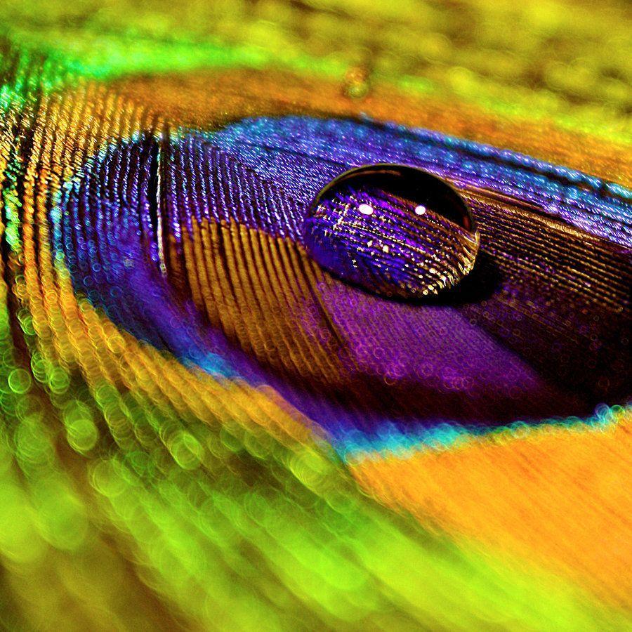 Peacock Feather. Colors of nature