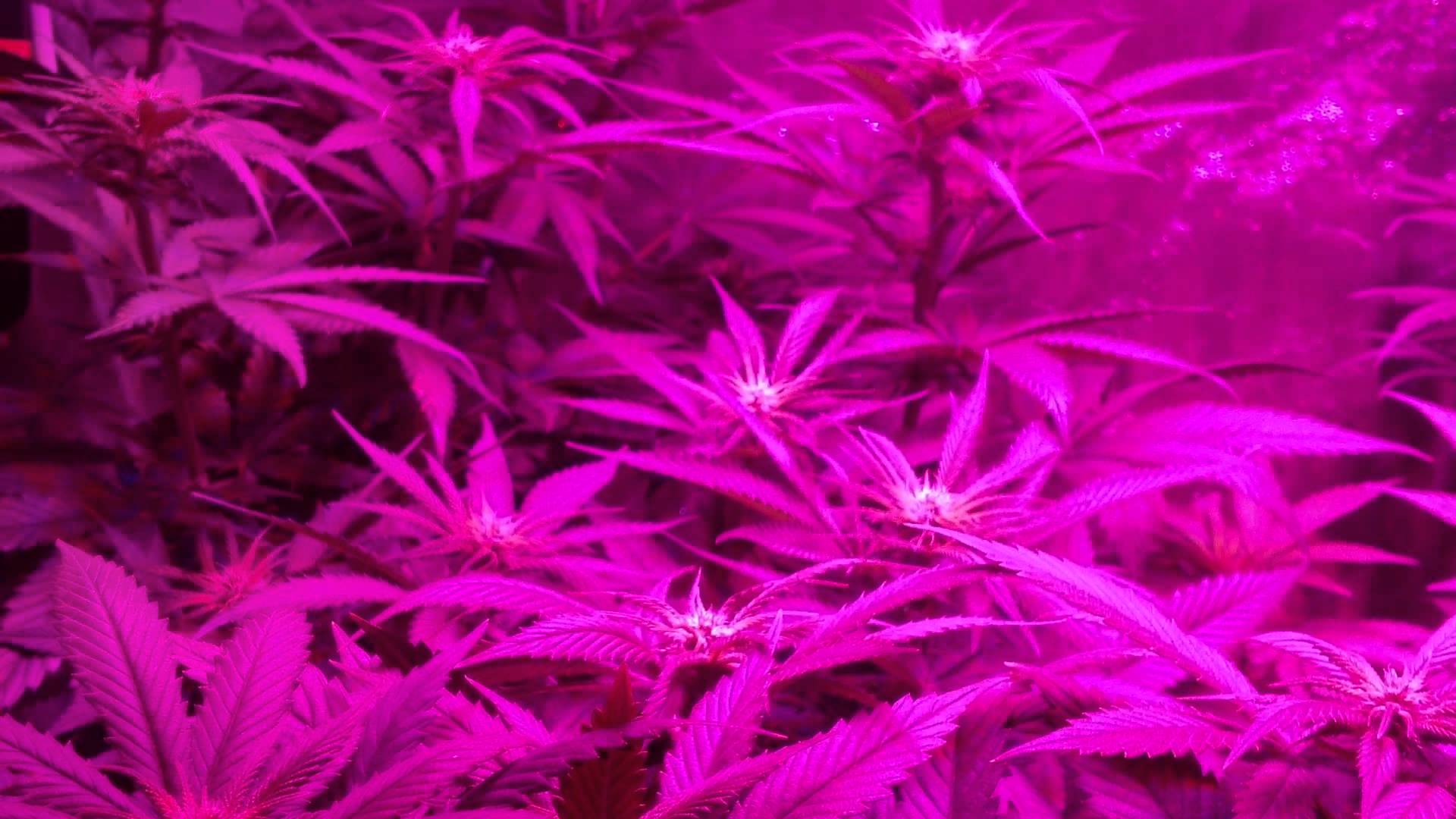 220W LED Cannabis Grow days FLOWERING daddy purple