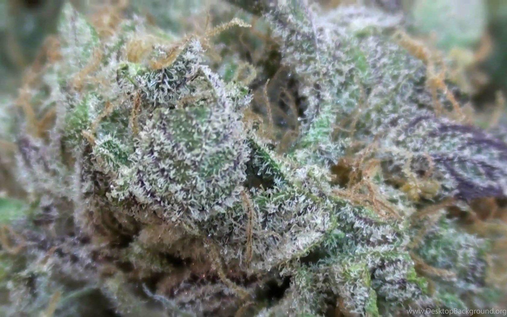 Purple Kush Strain Review YouTube Desktop Background