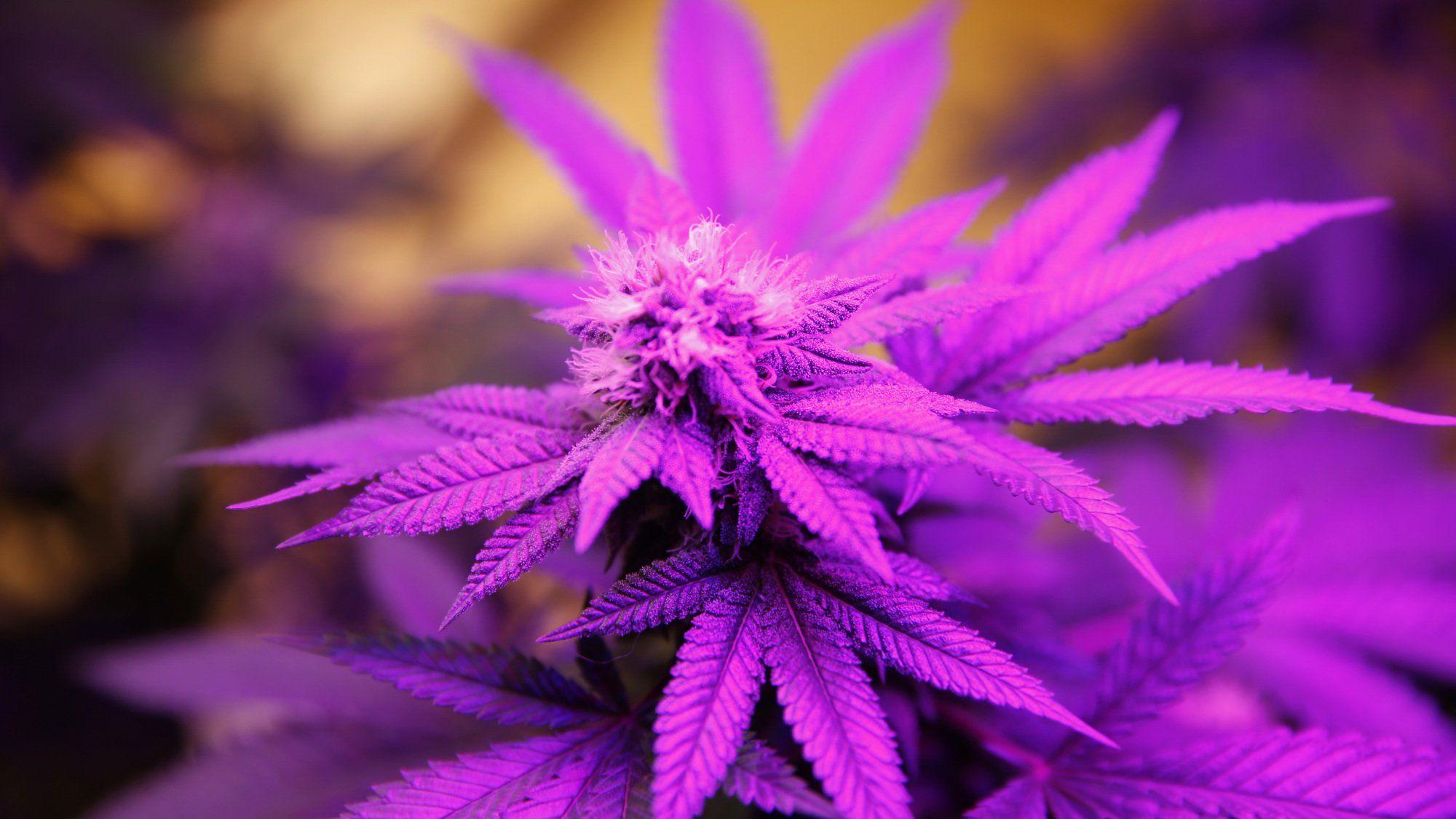 purple kush wallpaper