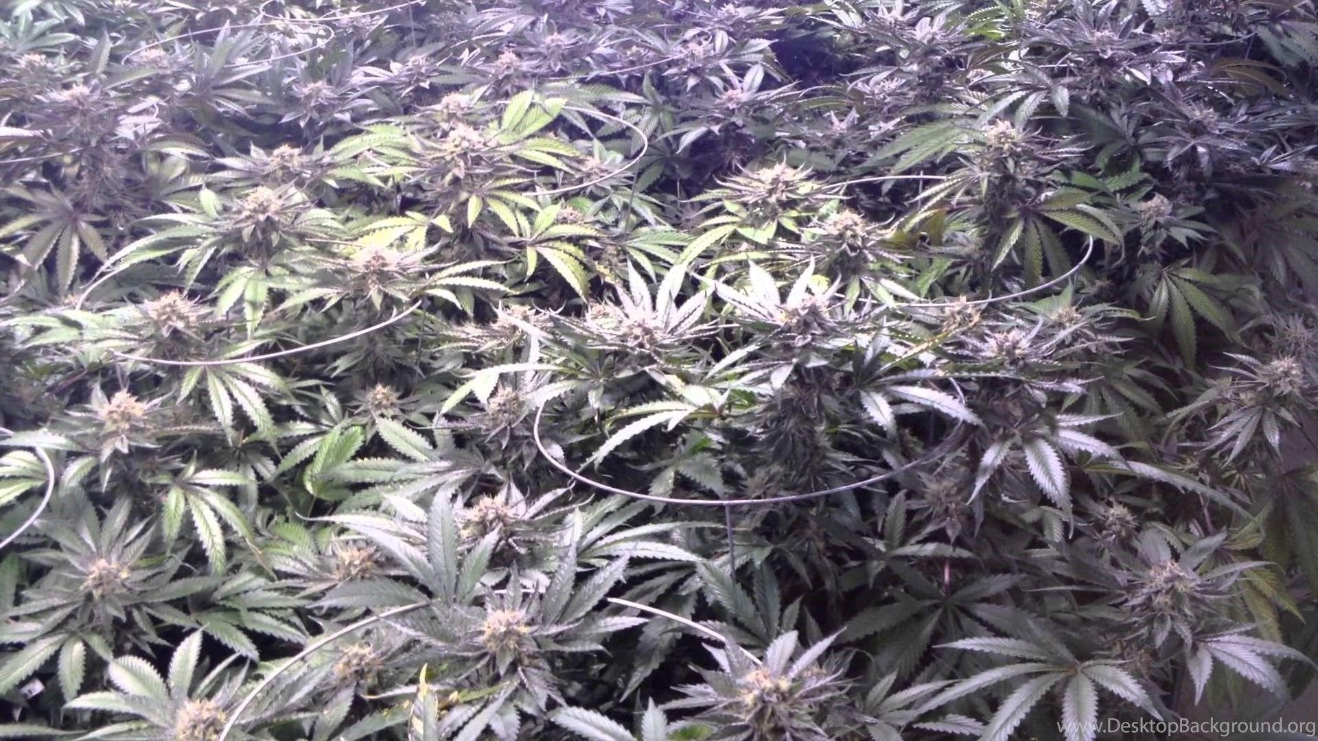 UW Purple Kush Redemption Grow Day 42 YouTube Desktop Background