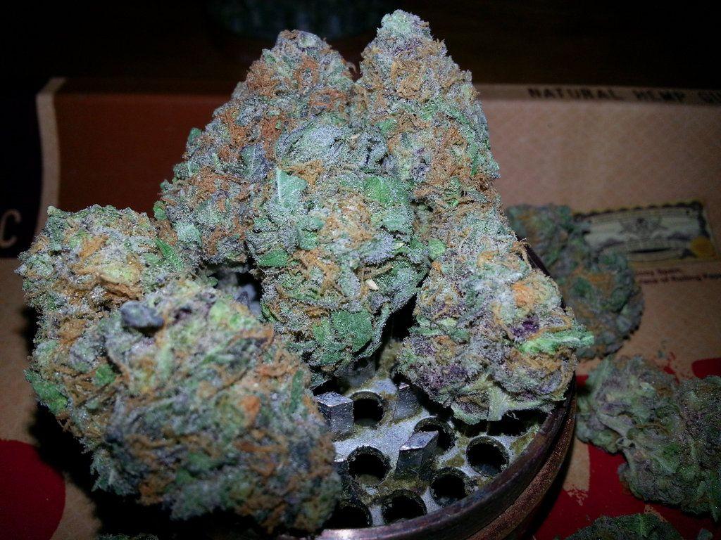Purple Kush