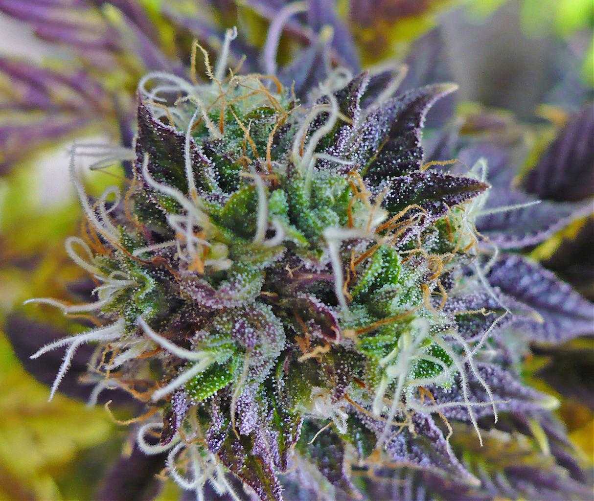 Purple Kush Seeds.