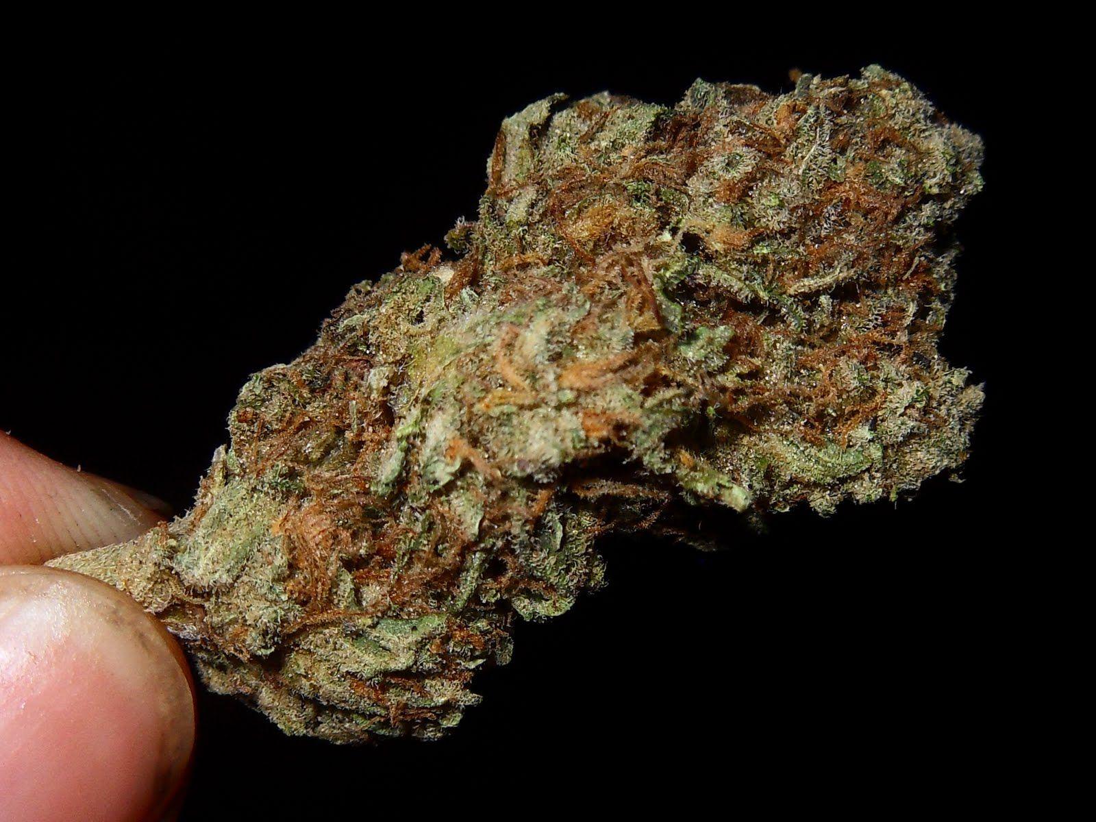 The Herban Legend: Purple Kush