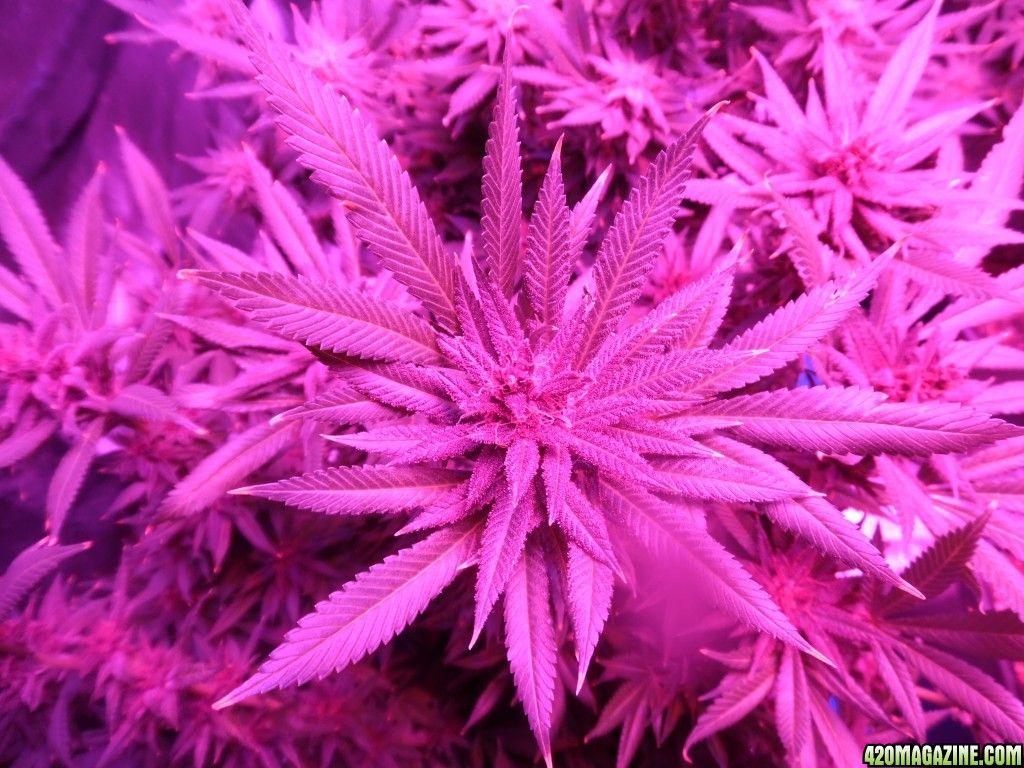 Purple Kush By Illimunati. Magazine ®