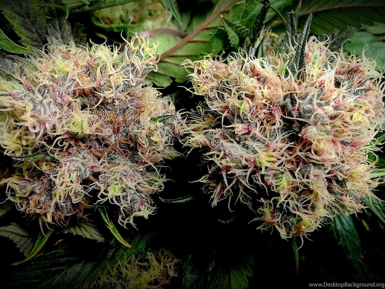 Purplekush Desktop Background