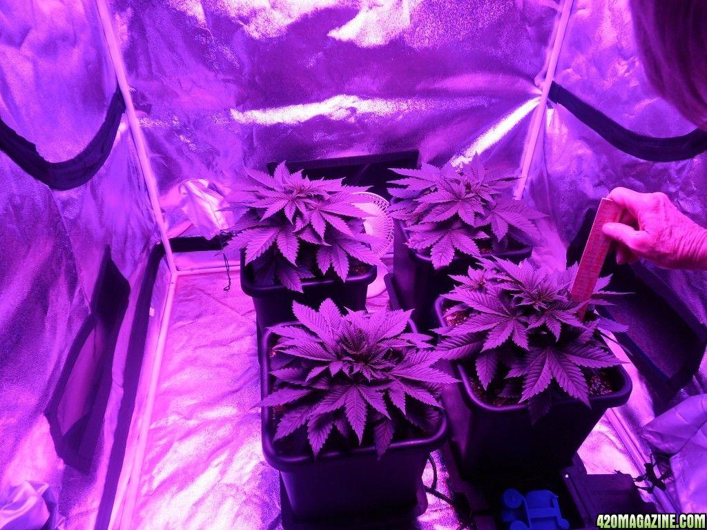 Purple Kush By Illimunati Magazine ®