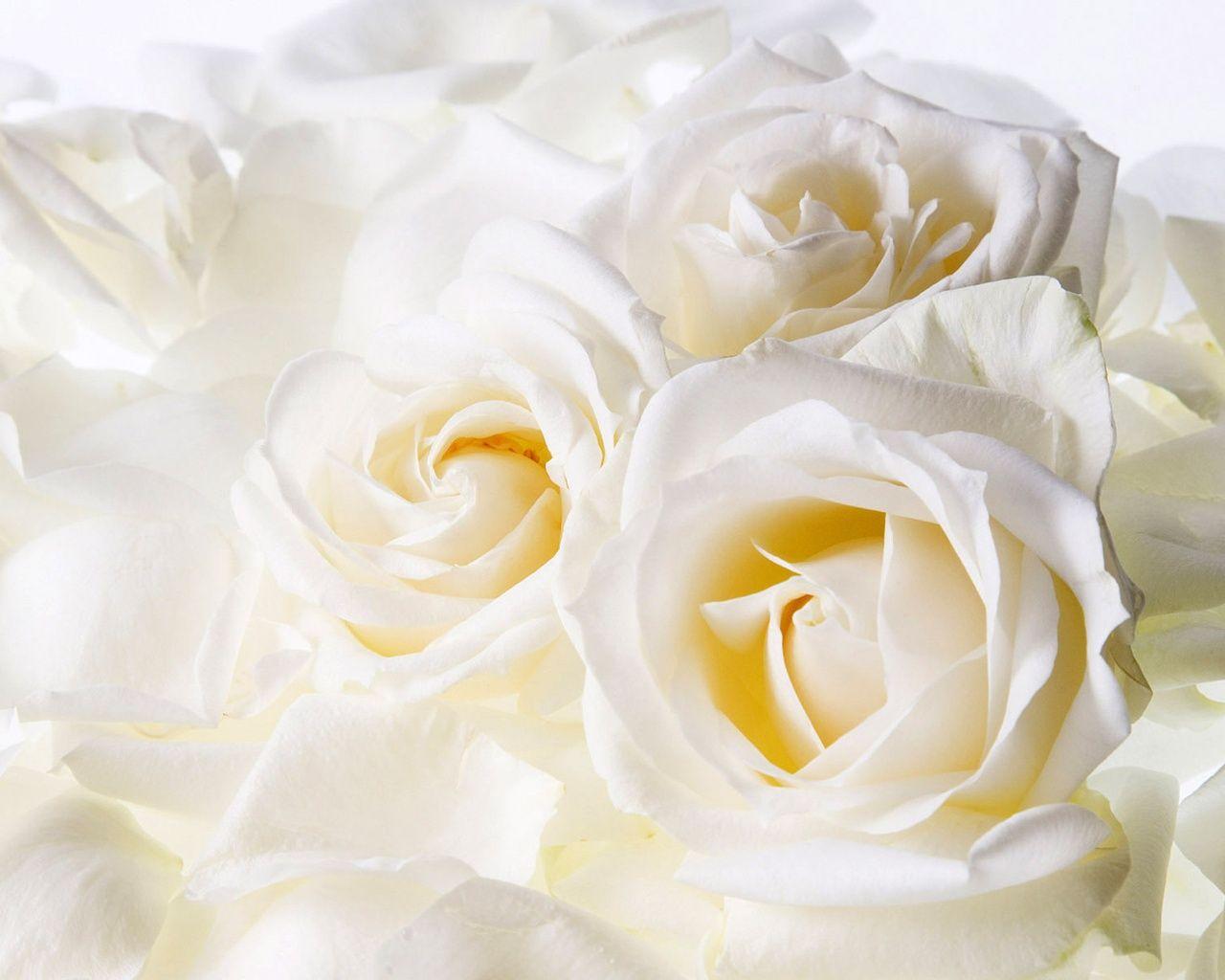 Image detail for -Description: Free download White Roses wallpaper