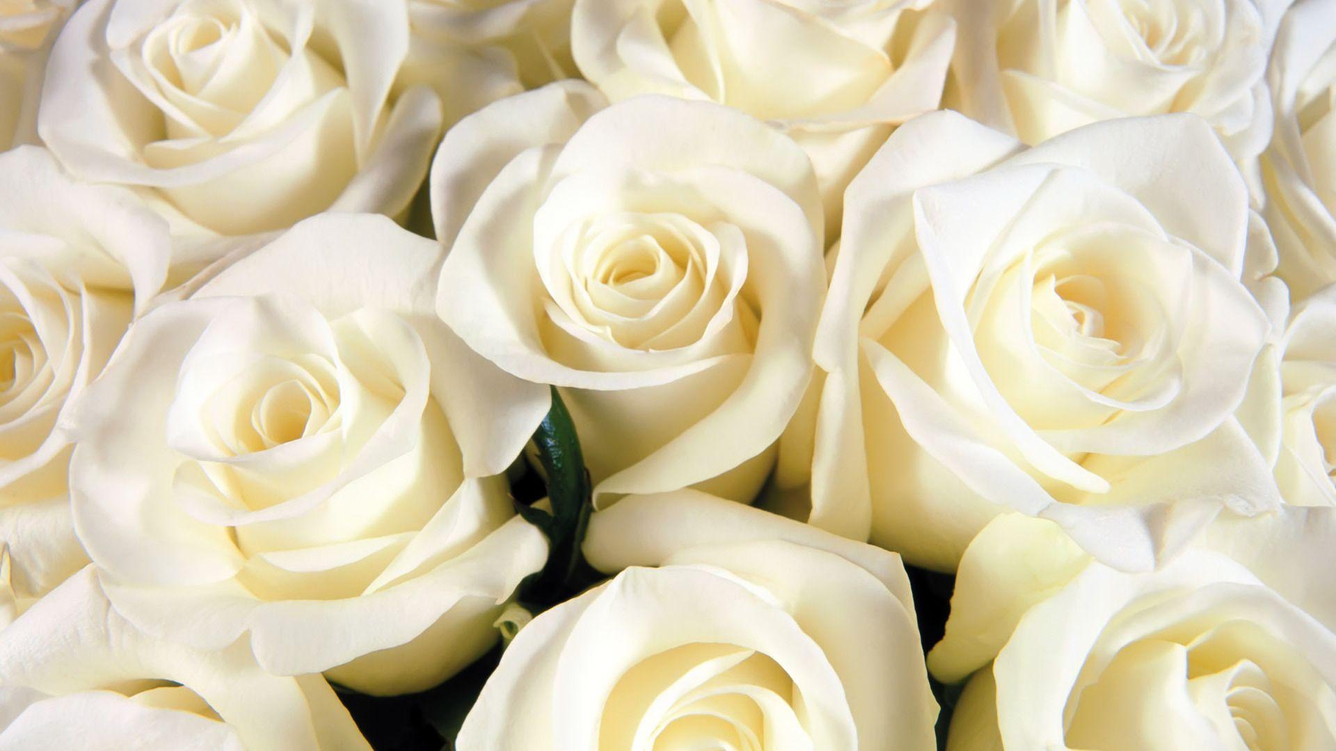 Flowers White Rose Widescreen wallpaper Desktop, Phone, Tablet