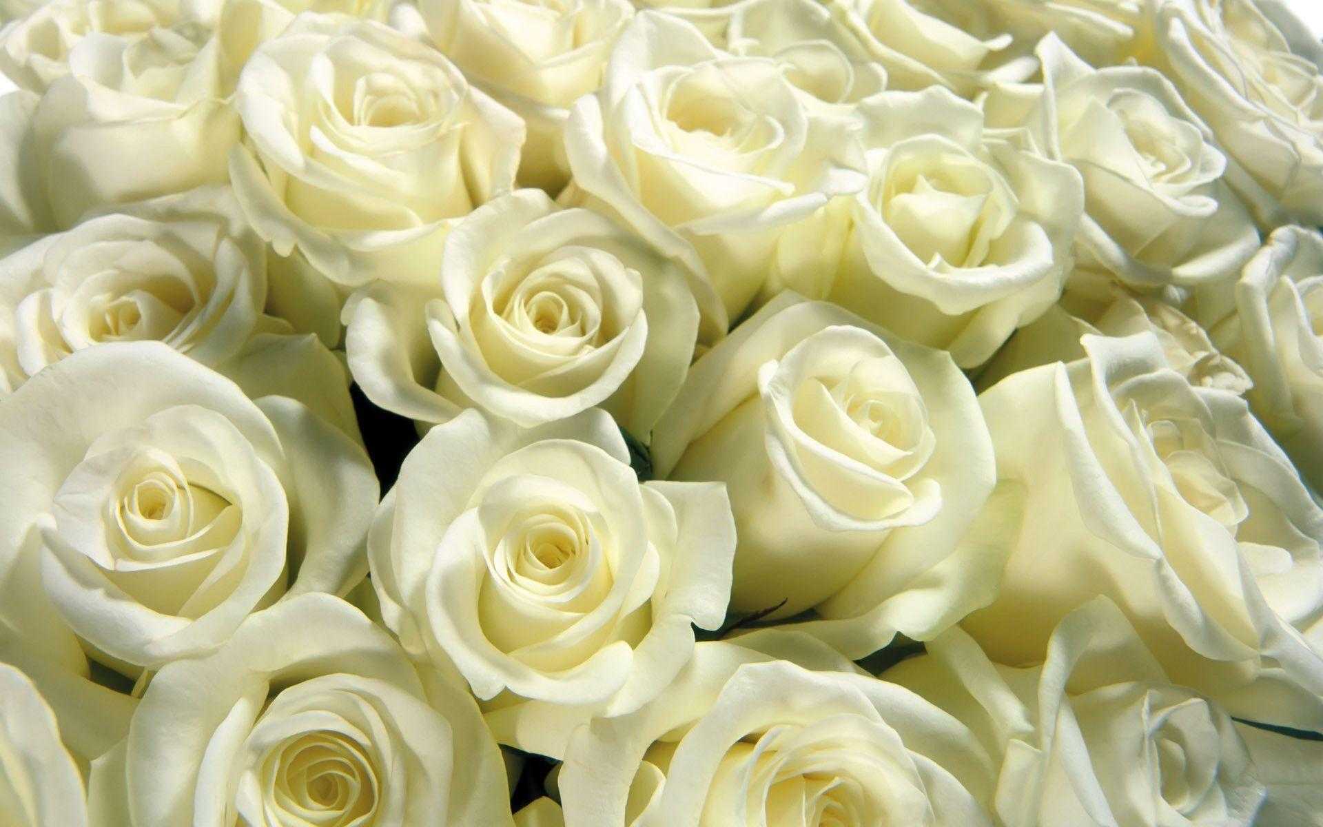 Widescreen For White Roses Background Wallpaper High Quality