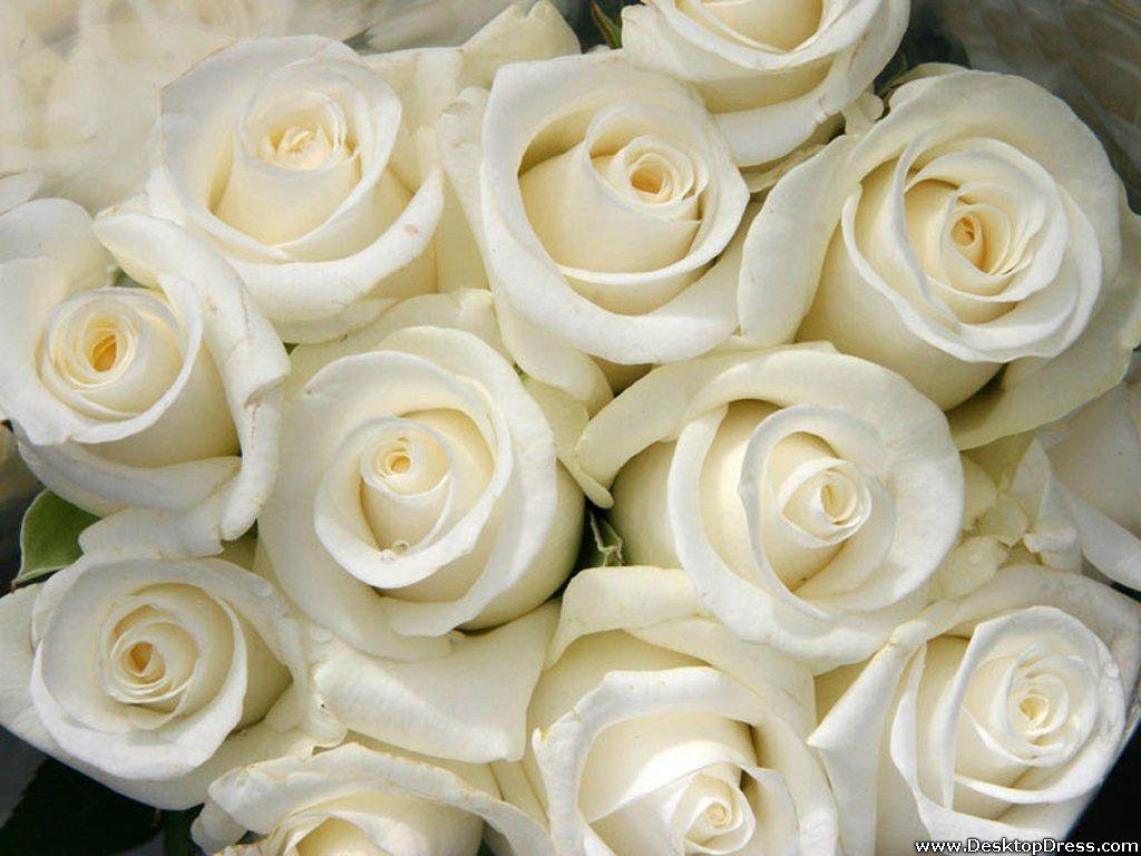 Desktop Wallpaper Flowers Background White Roses