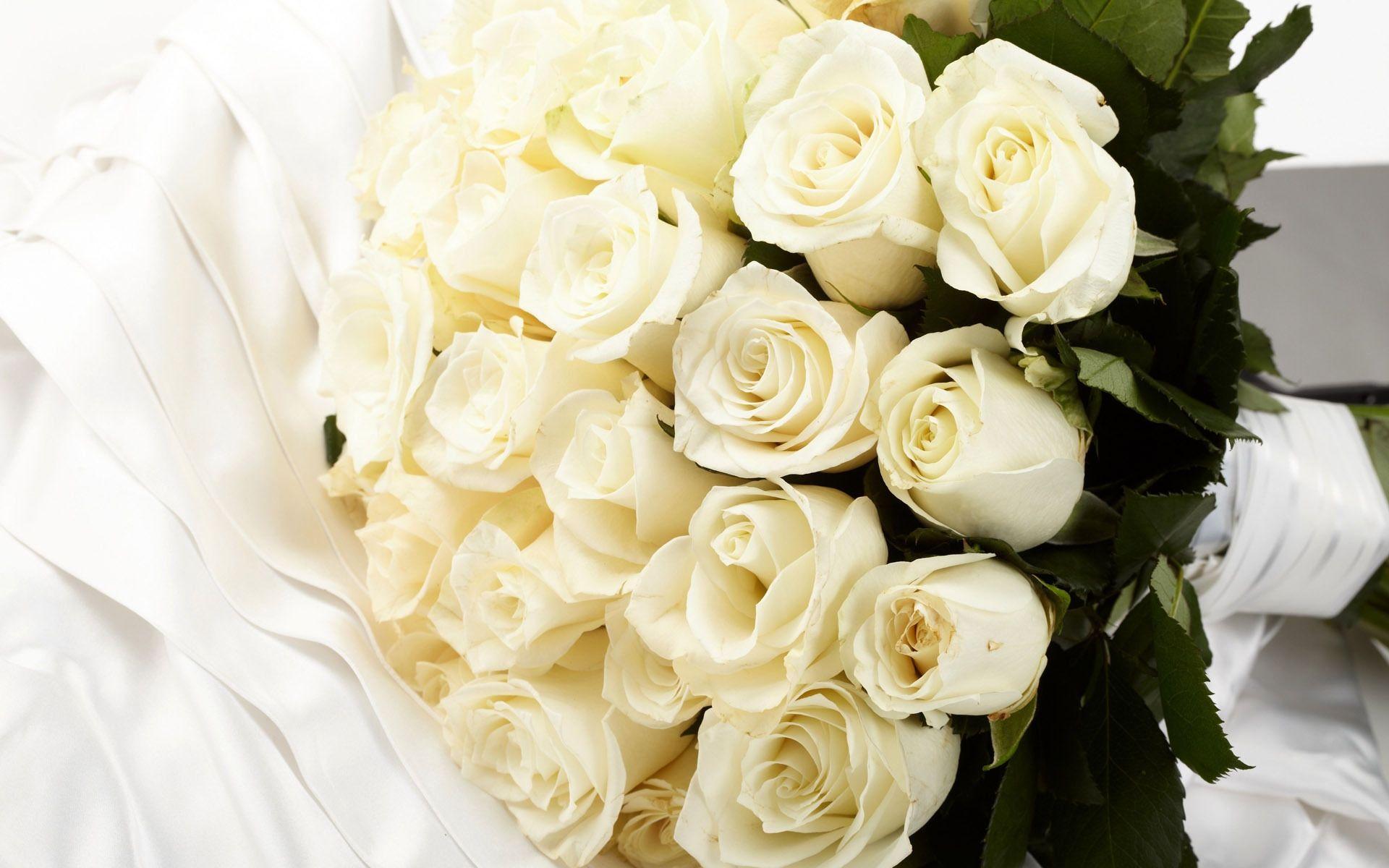 White Rose Desktop Image