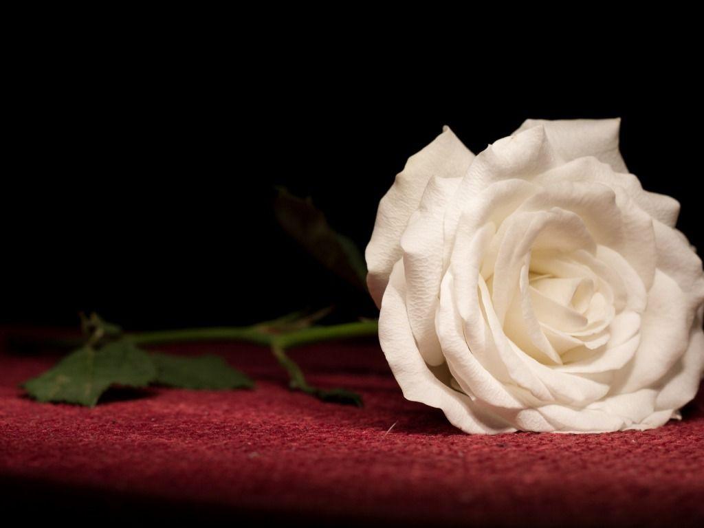 White Rose Desktop Background